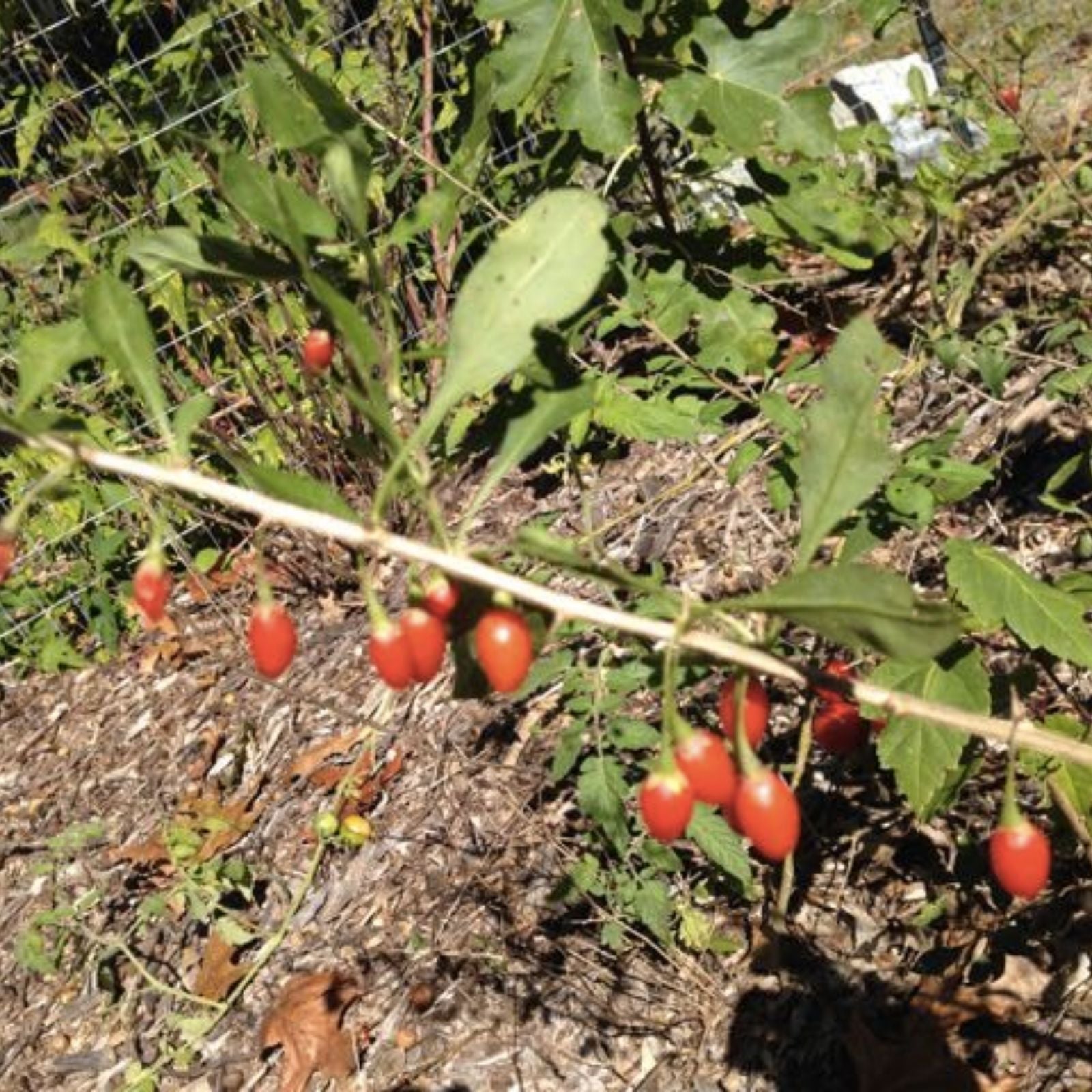 Goji Berry Plant Cuttings – 5 Live Potting Cuttings – Lycium barbarum – Ready to Plant – Edible Fruit Bush