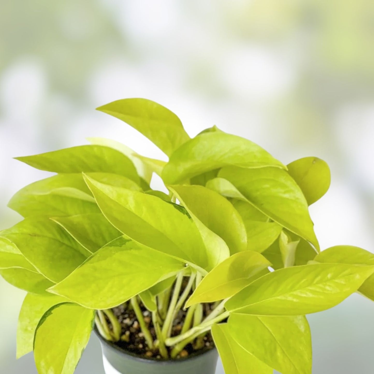 Neon Pothos Rooted Cutting - 100% Organic Live Plant - Epipremnum aureum - Houseplant, Indoor Plant, Low Maintenance