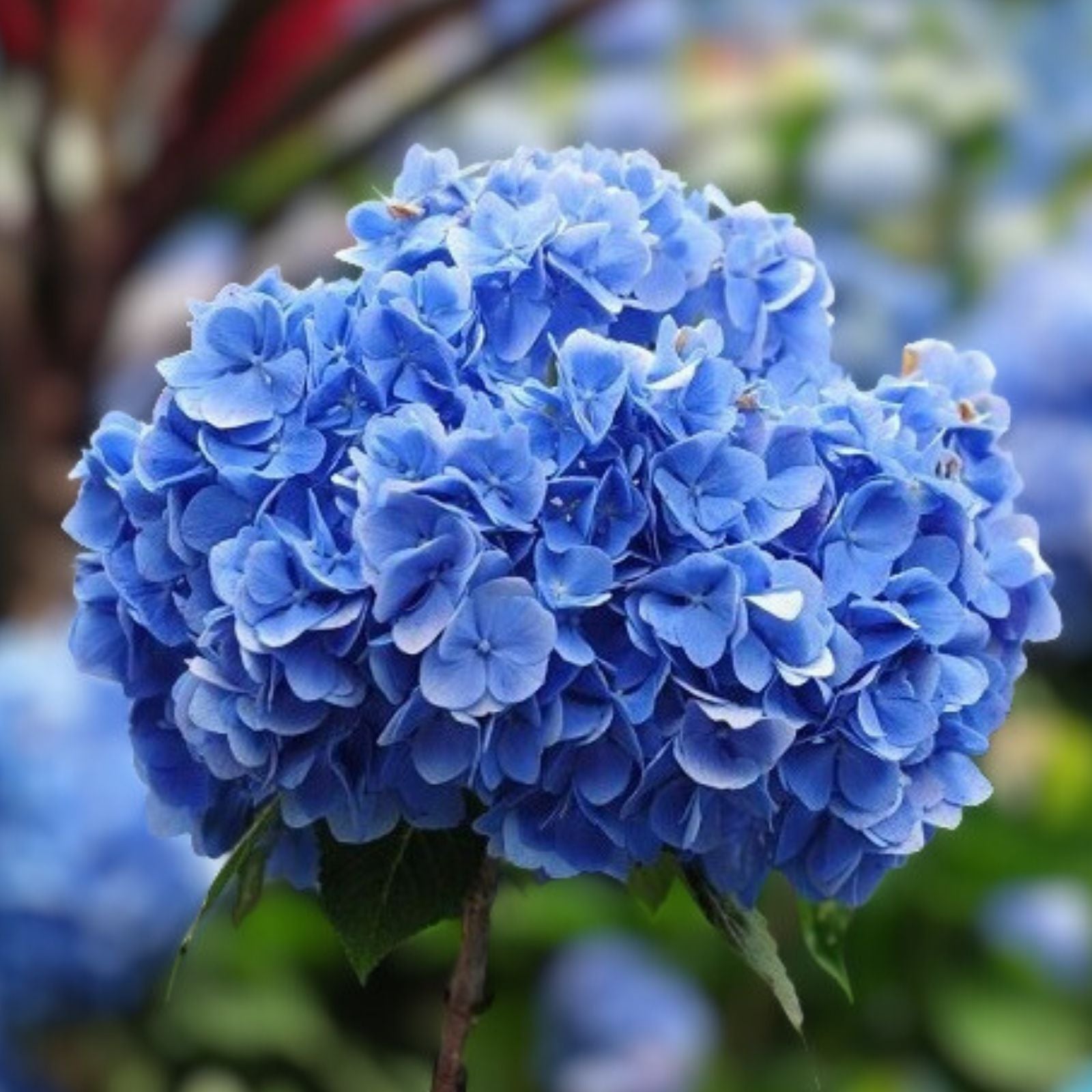Hydrangea Seeds 85 or 250 Count Non-GMO Chiffon Dream Variety - Hydrangea macrophylla Flower Seeds