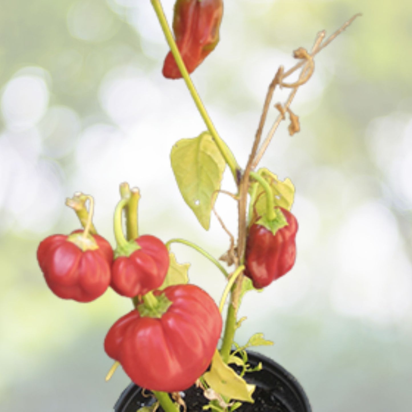 Sweet Pepperoncini Pepper Seeds | NON-GMO Heirloom | Fresh Garden Seeds | Capsicum annuum