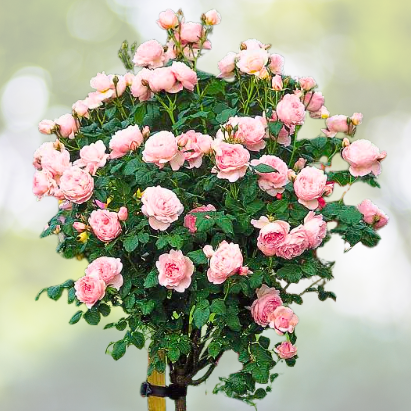 20pcs Rose Seeds "FALL IN LOVE" Easy Care Fast Germination for Garden, Rosa spp.