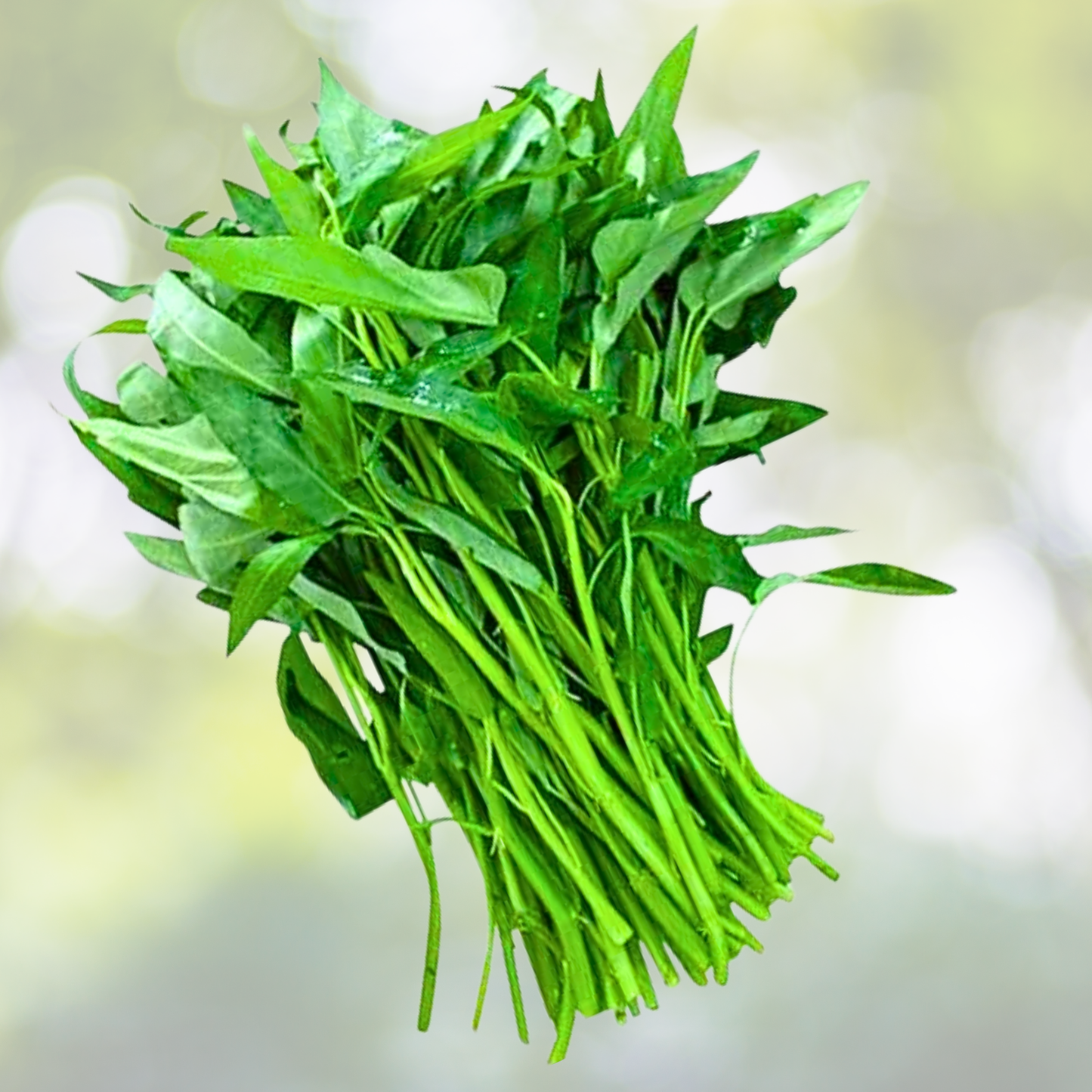 120pcs Water Spinach Seeds - Organic Non-GMO Heirloom 'Kong Xin Cai' - Edible Vegetable for Gardening