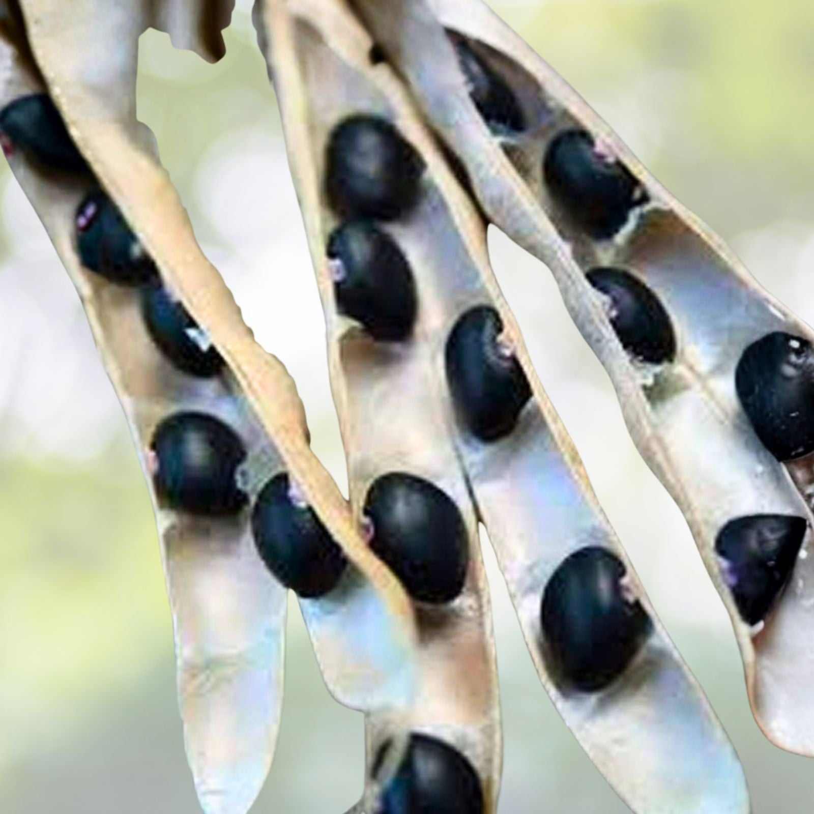 Heirloom Black Turtle Pole Bean Seeds - 100+ Seeds - Organic Black Bean (Phaseolus vulgaris) for Gardening and Cooking
