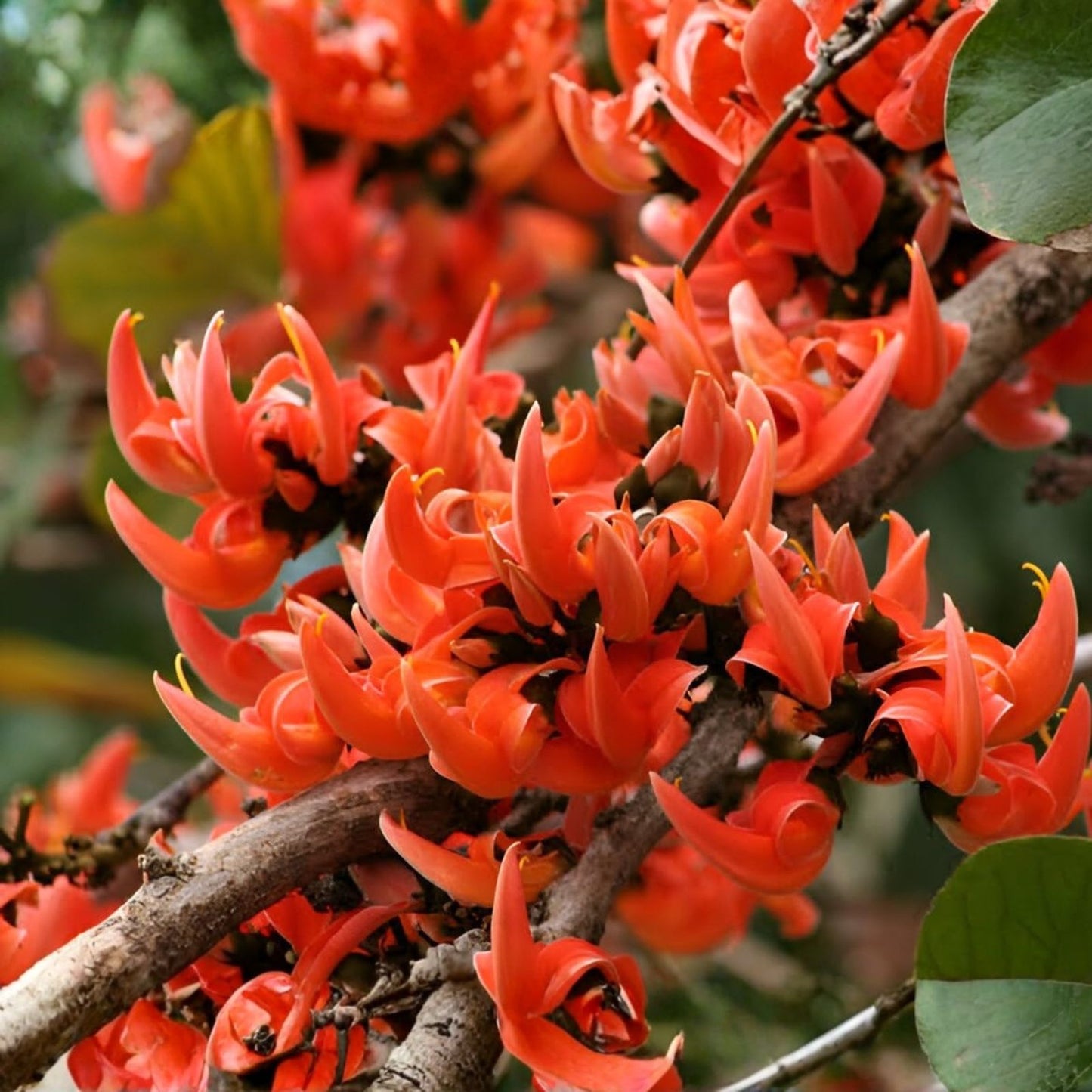 African Tulip Tree Seeds 30 Count - Delonix regia Tropical Flowering Tree Seeds for Gardening and Landscaping