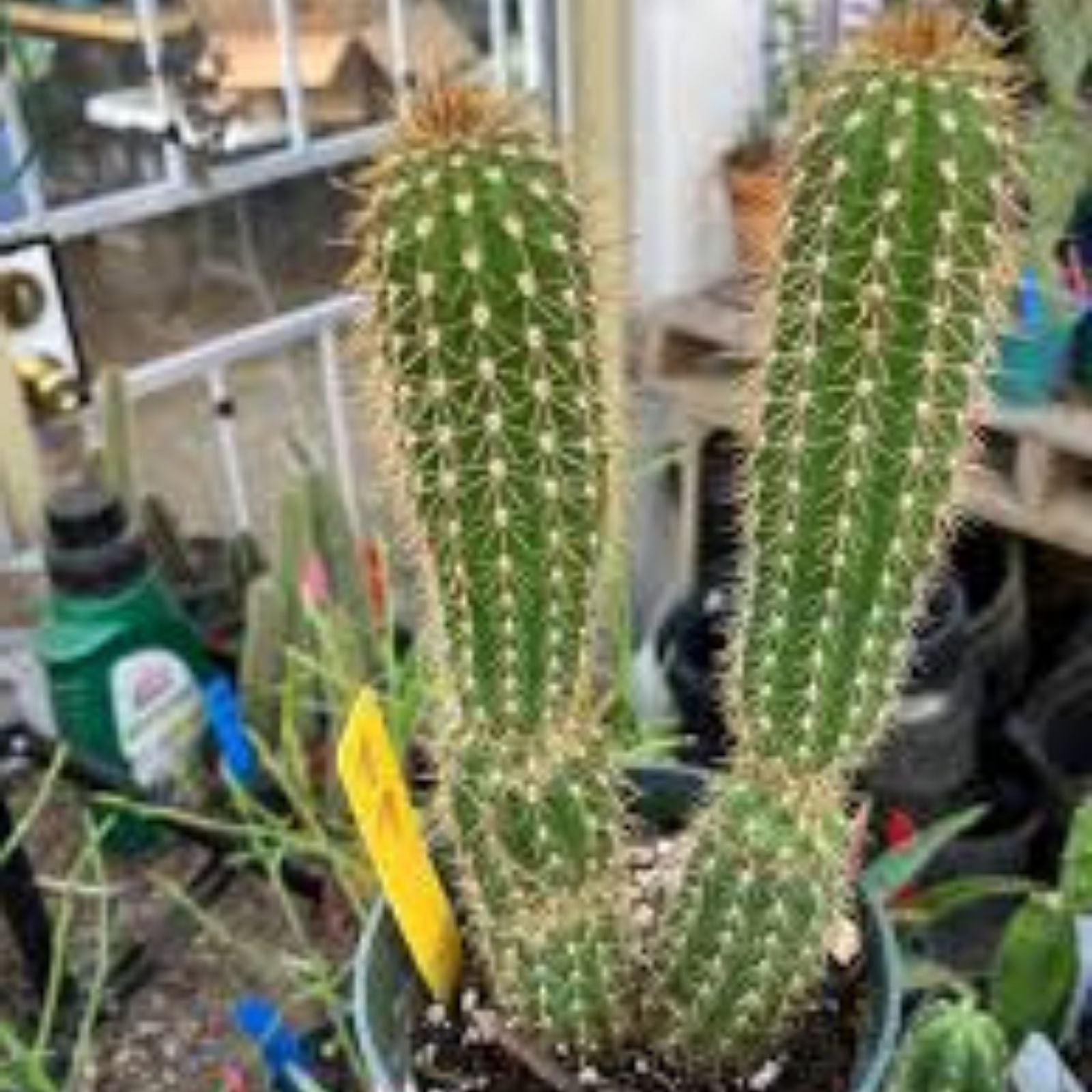 Weberocereus Tonduzii Rooted Cutting - Exotic Cactus Plant for Propagation and Home Decor
