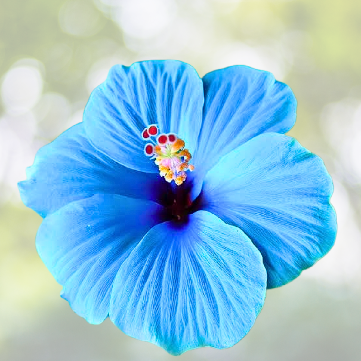 Blue Hibiscus Seeds - 30pcs Rare Non-GMO Heirloom Variety - Hibiscus rosa-sinensis