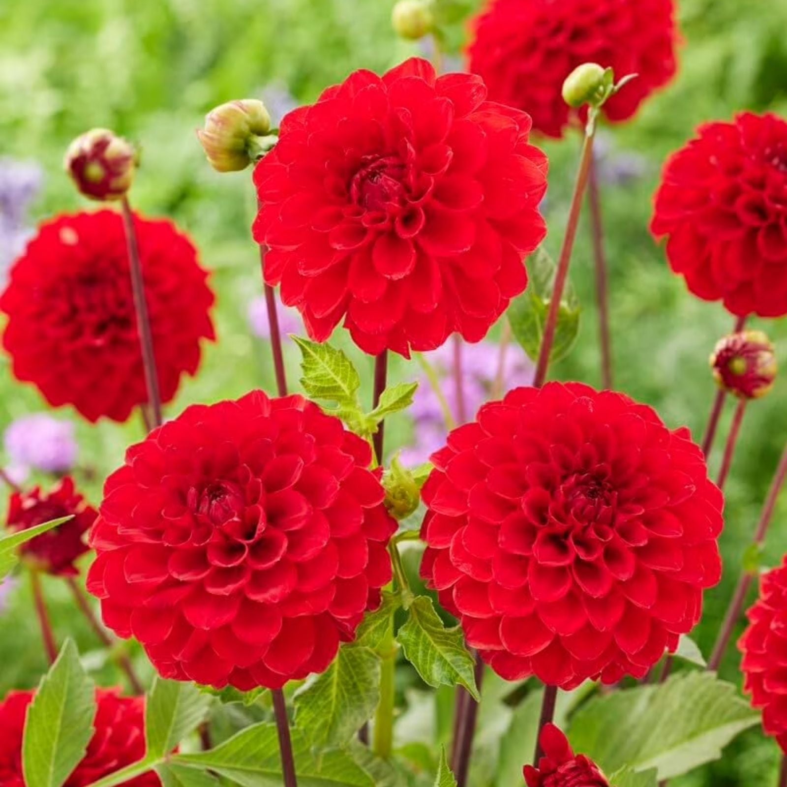 Dahlia Ball Tubers for Planting - One Tubers - Vibrant Blooms - Dahlia spp.