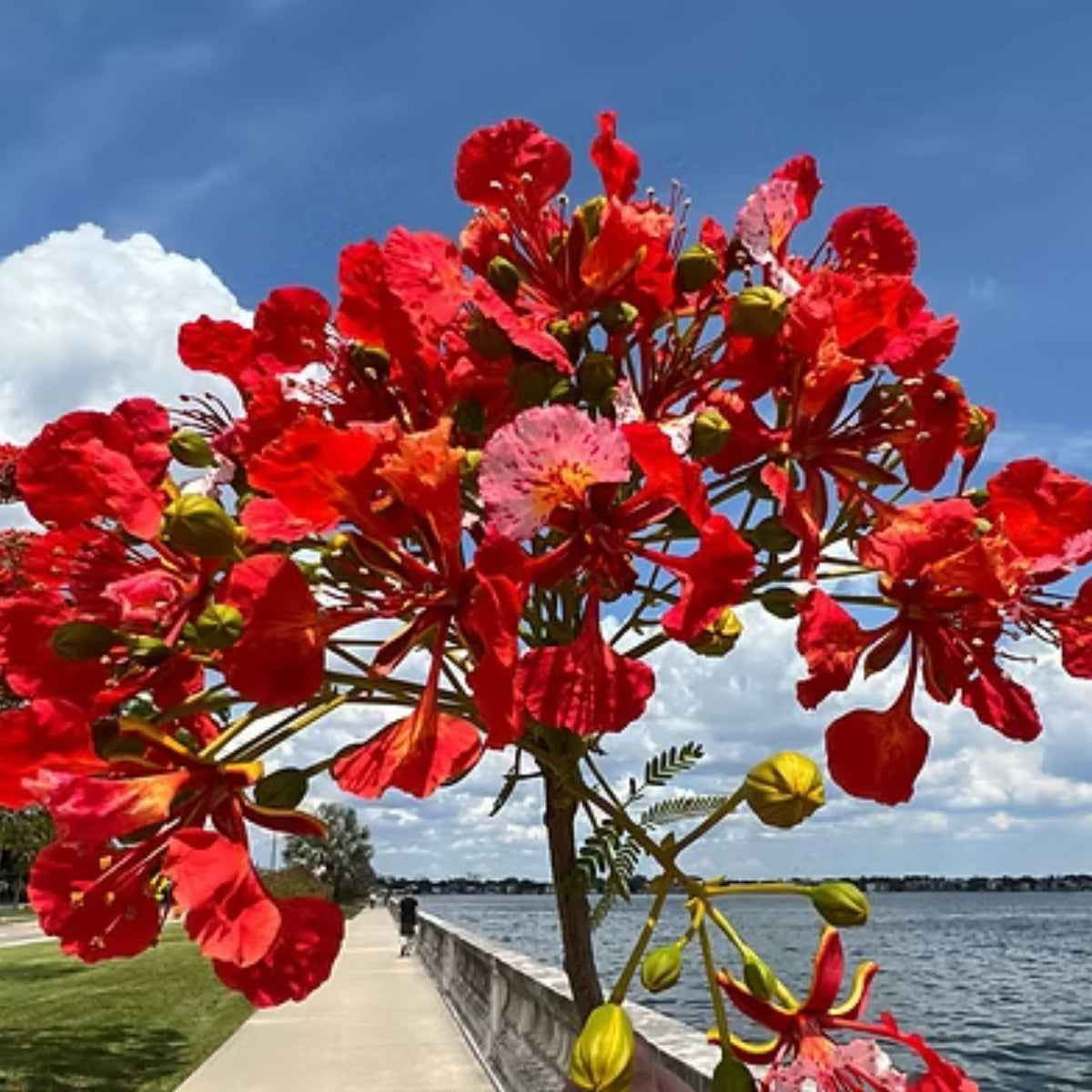 20 Seeds Royal Poinciana Flame Tree - Delonix regia Tropical Ornamental Tree Seeds for Gardening and Landscaping