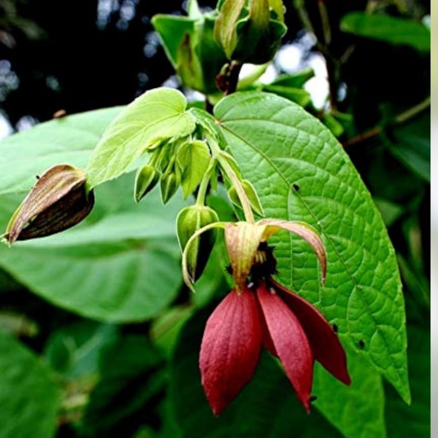 Devils Cotton Seeds 30 Pack - Organic Non-GMO Abroma Augusta Rare Flowering Plant Seeds for Gardening
