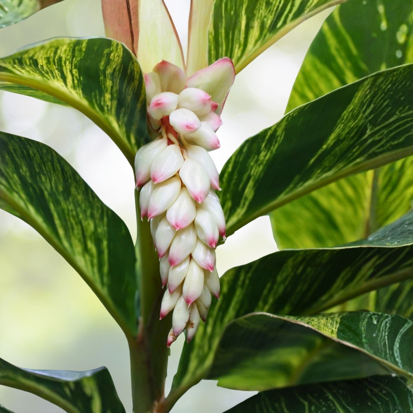 Variegated Shell Ginger Rhizomes - 2 Pack, Exotic Alpina Sandrea Vittate, Tropical Plant for Full Sun, Easy to Grow