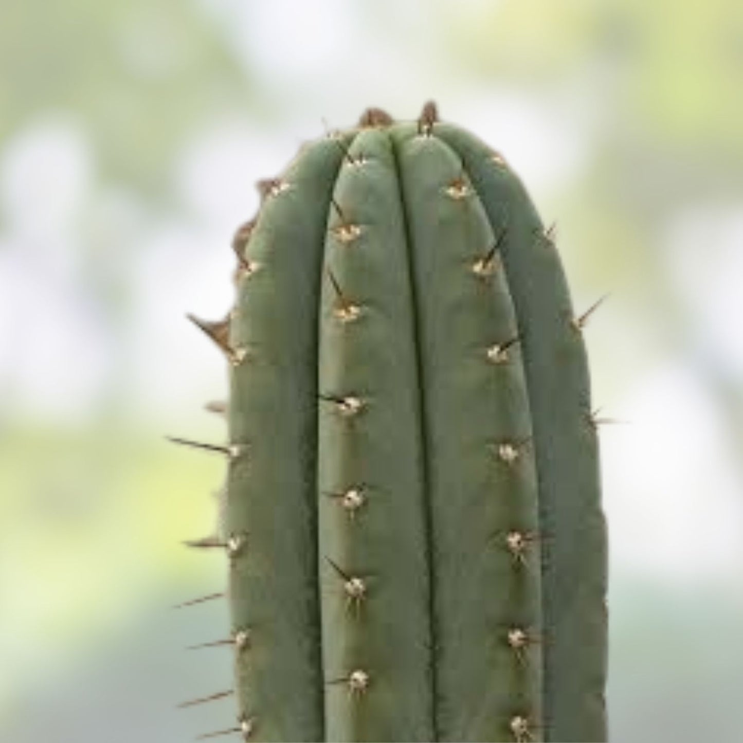 Cereus Dave Turner Cactus Cutting - Succulent Plant - Unique Cereus peruvianus Variety