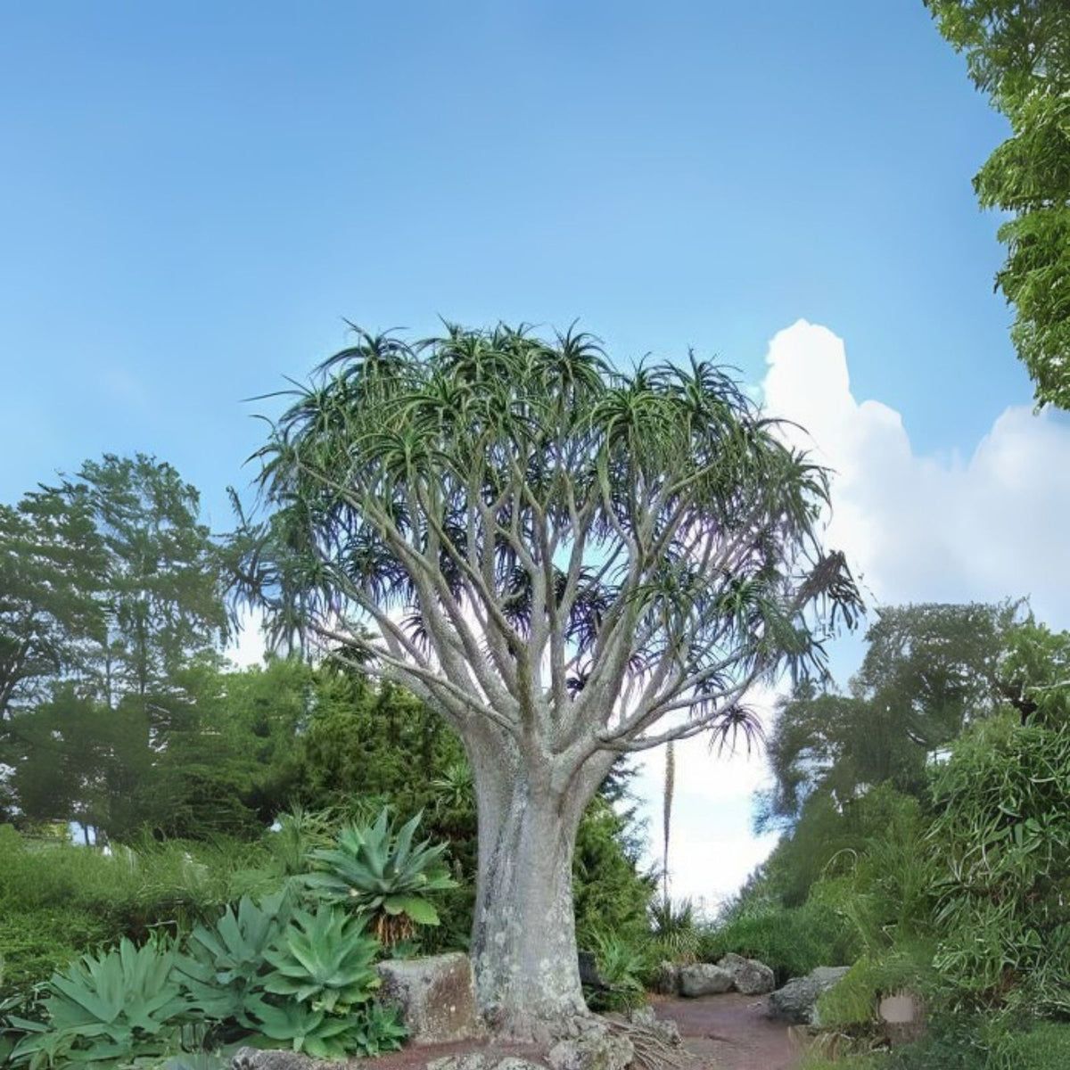 Tree Aloe Seeds (5 Seeds) - Aloe barberae - Drought-Tolerant Succulent for Planting