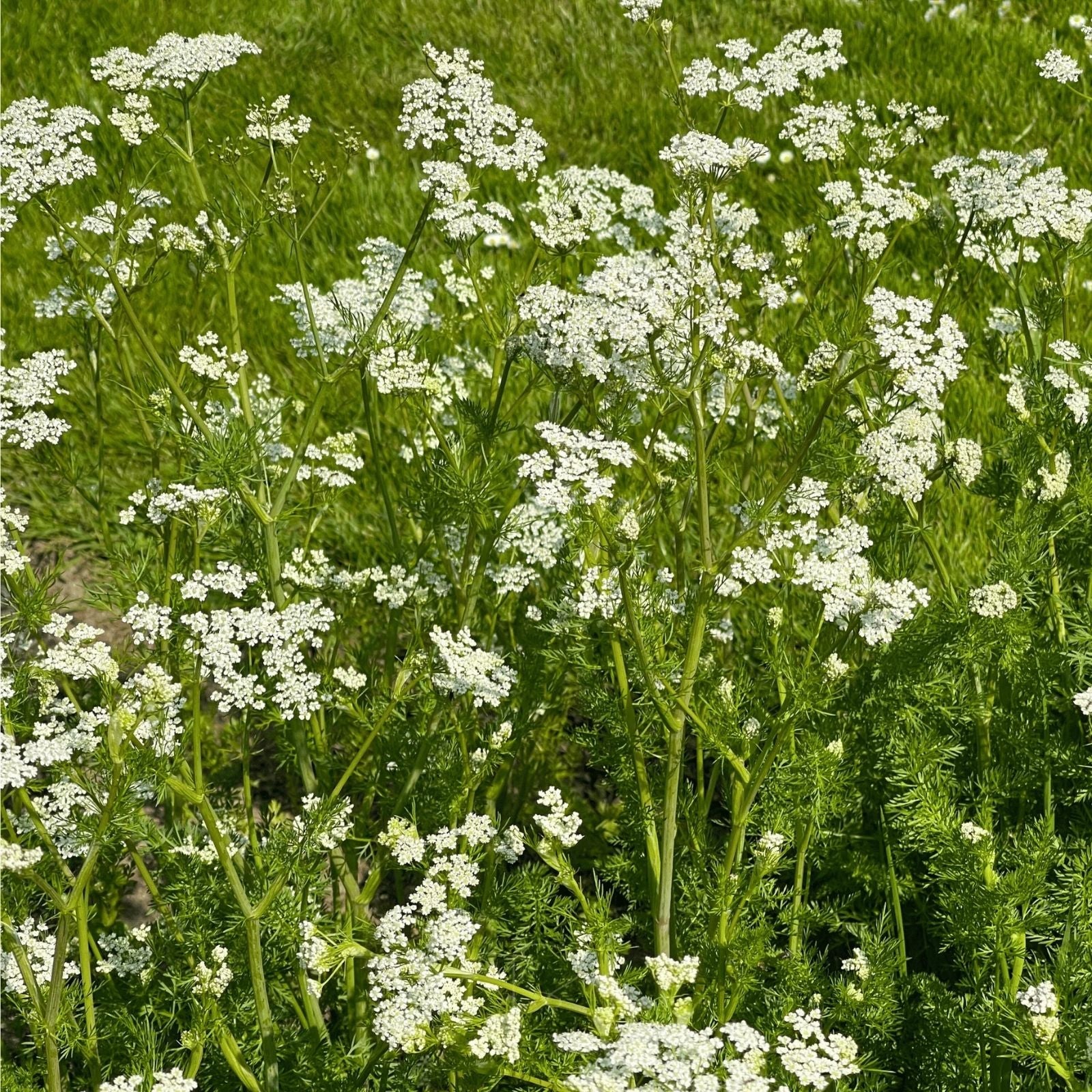 Anise Herb Seeds 100+ Heirloom Seeds Aromatic Spice Pimpinella anisum Culinary Herb Seed Pack