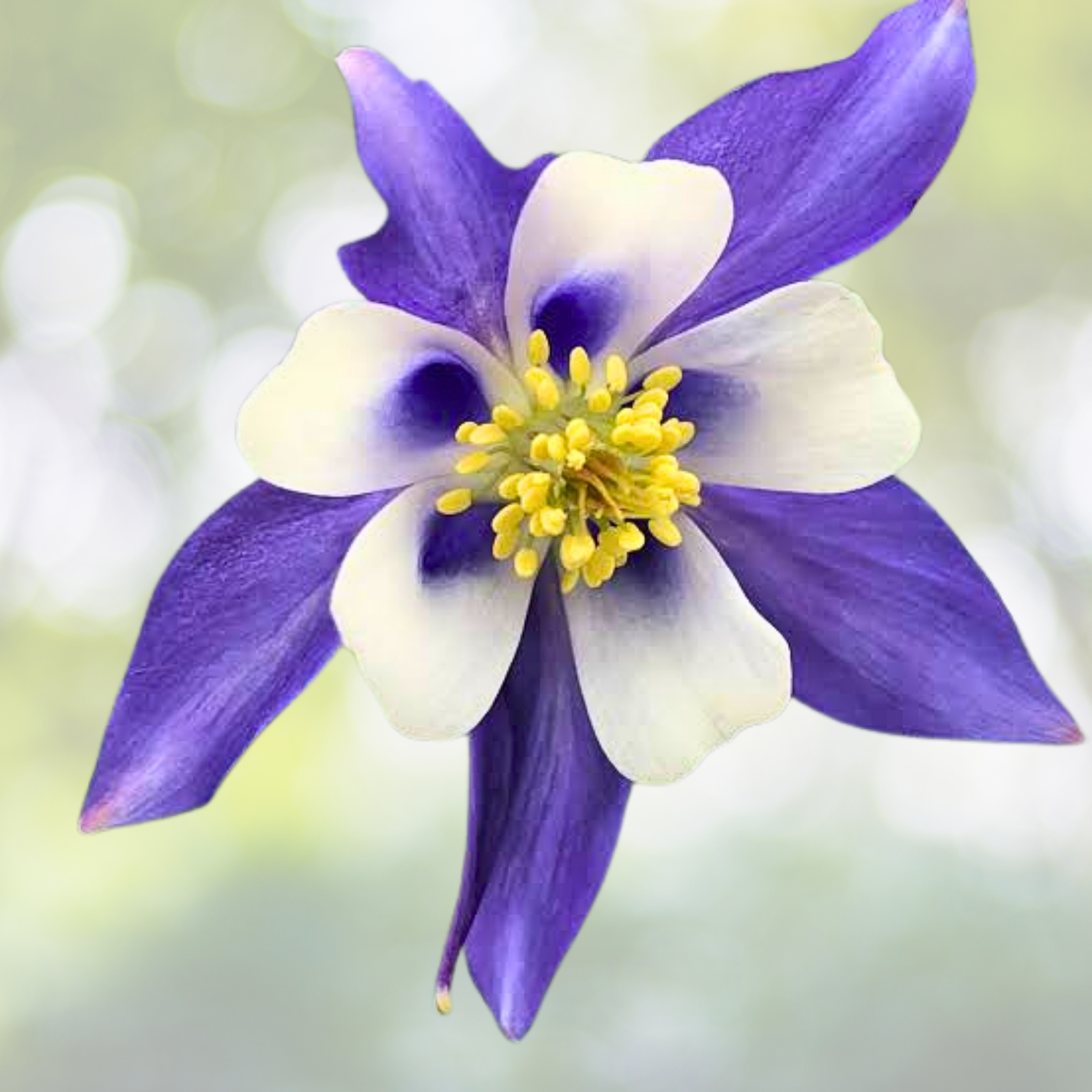 Columbine Seeds - 1000 Blue & White Bi-Color Seeds - Aquilegia caerulea - Perfect for Shade Gardens