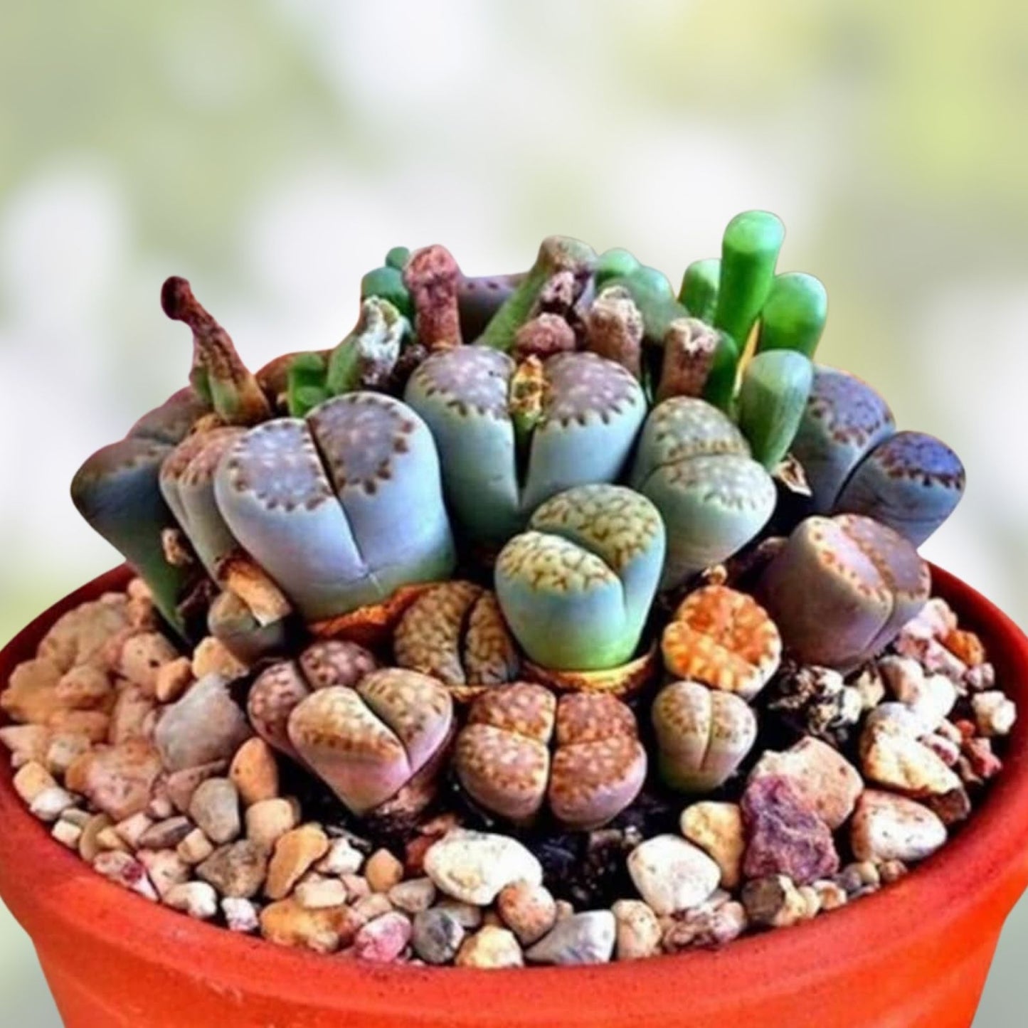 Lithops Living Stones Seeds 25 Mixed Varieties Succulent Plant Seeds - Easy to Grow, Unique Cacti & Succulents from Iowa, USA