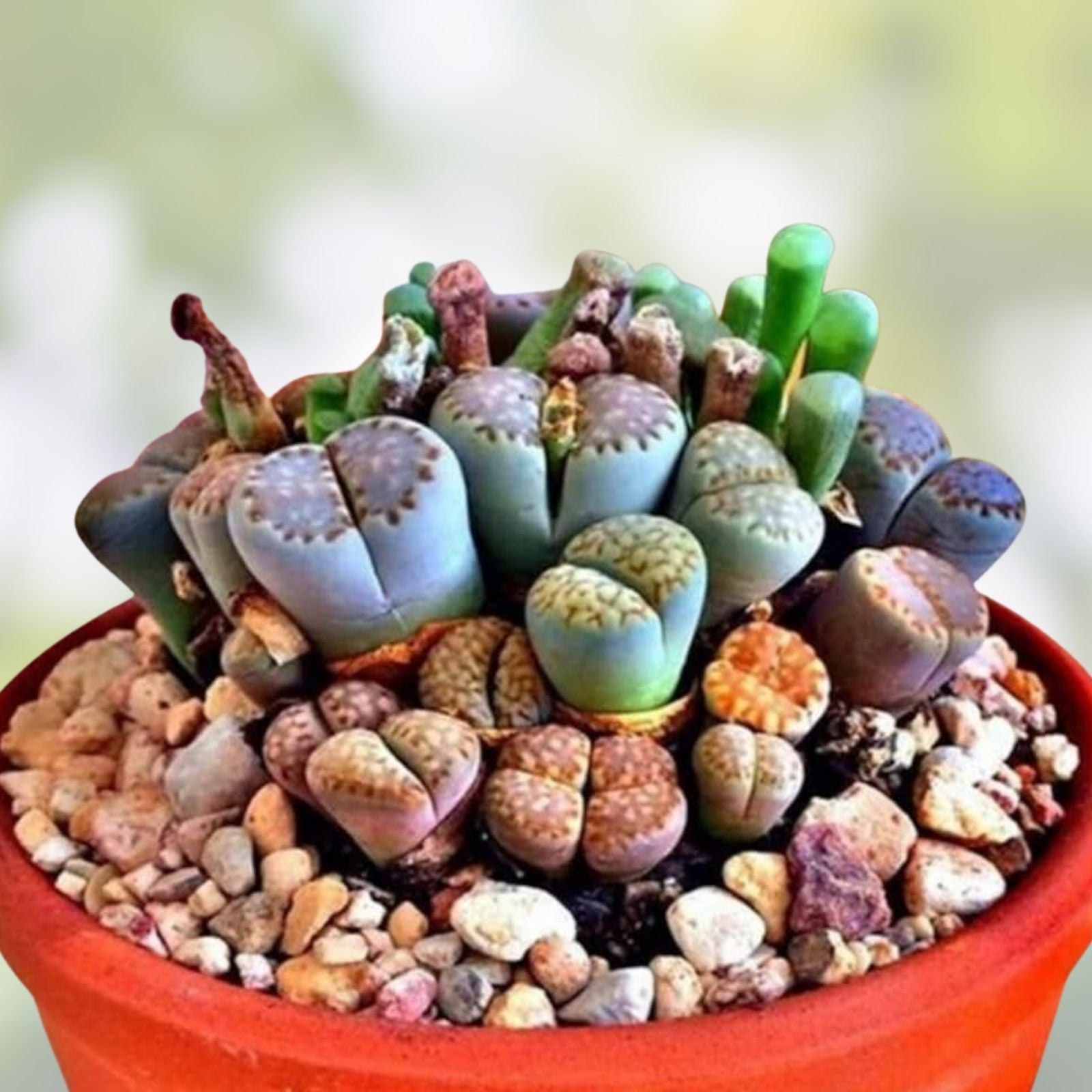 Lithops Living Stones Seeds 25 Mixed Varieties Succulent Plant Seeds - Easy to Grow, Unique Cacti & Succulents from Iowa, USA