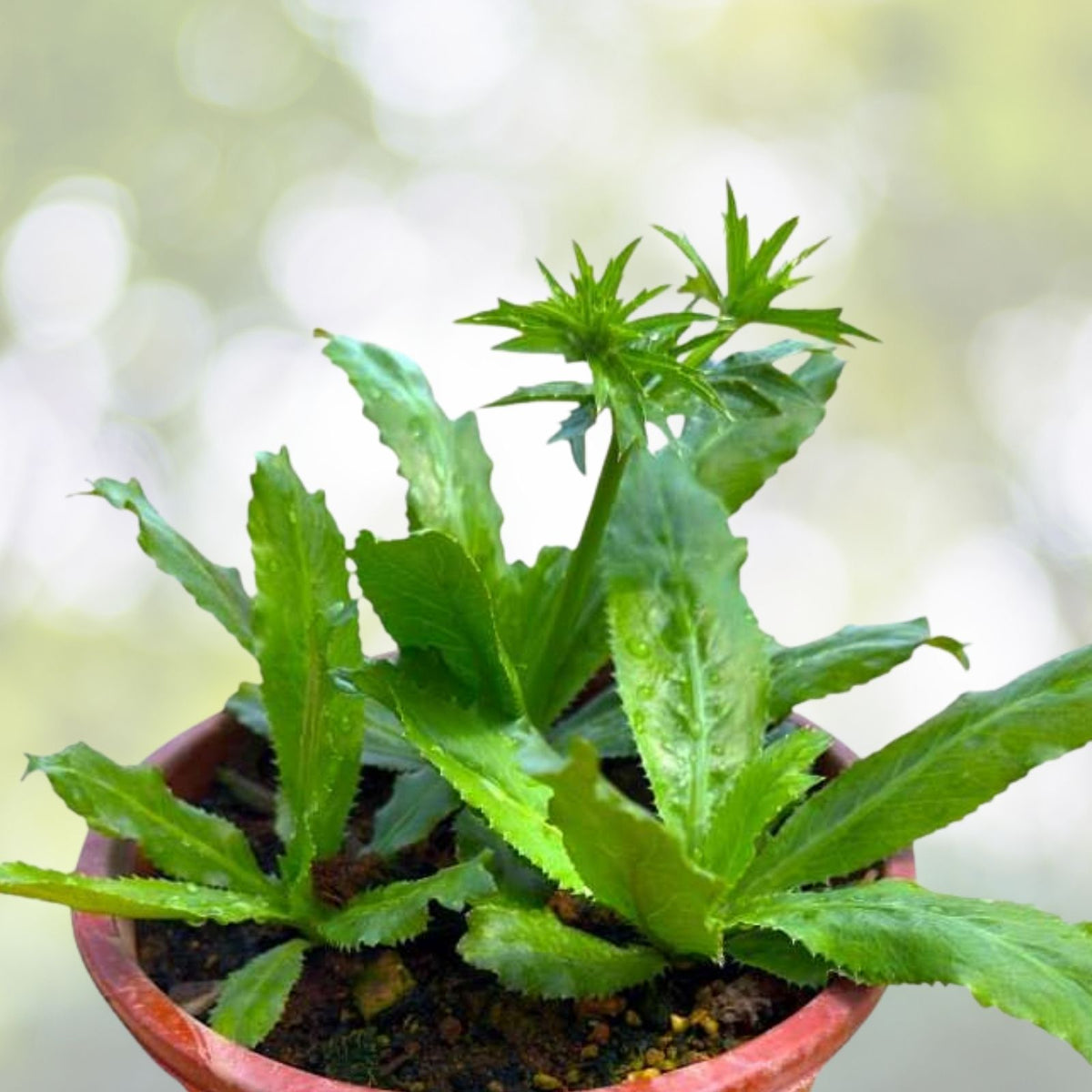 Live Culantro Plant 4" Pot - Eryngium Foetidum - Fresh Culinary Herb for Herb Garden