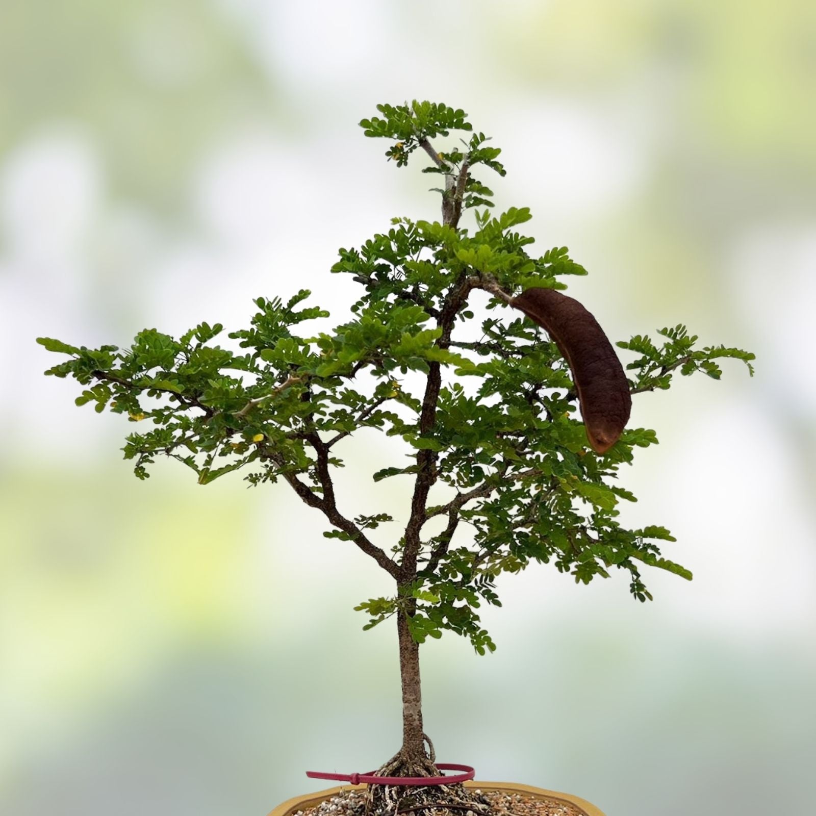 Texas Ebony Tree Seed Pods Halves – Ebenopsis ebano for Bonsai Planting – 30 Natural Seed Pods