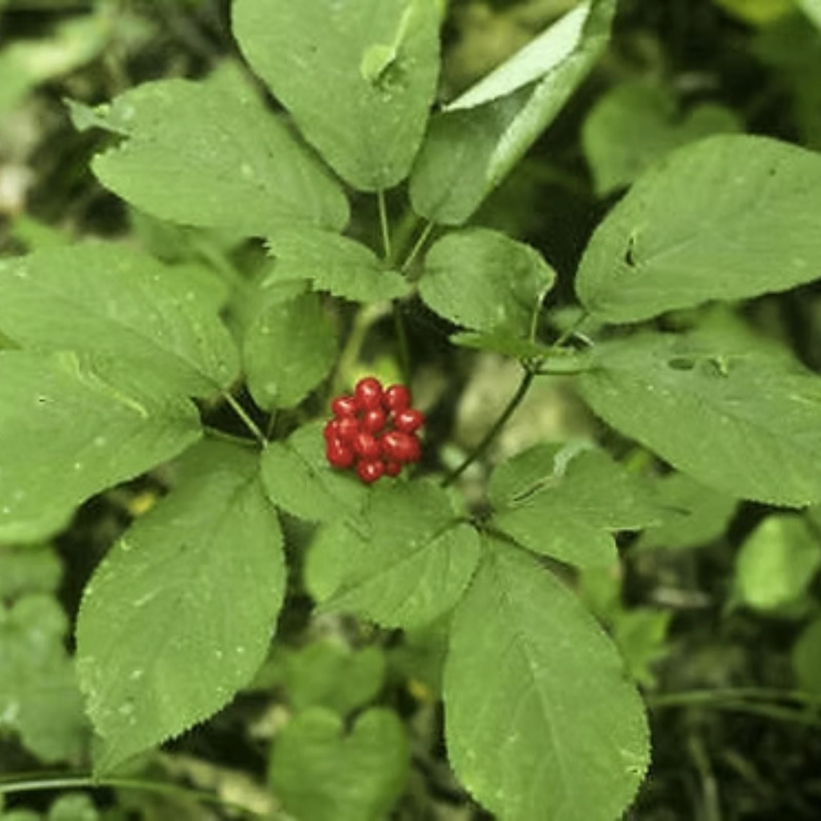 50 Female Ginseng Seeds Panax quinquefolius Organic Medicinal Herb Live Plant Starter Bare Root Houseplant USA Shipped