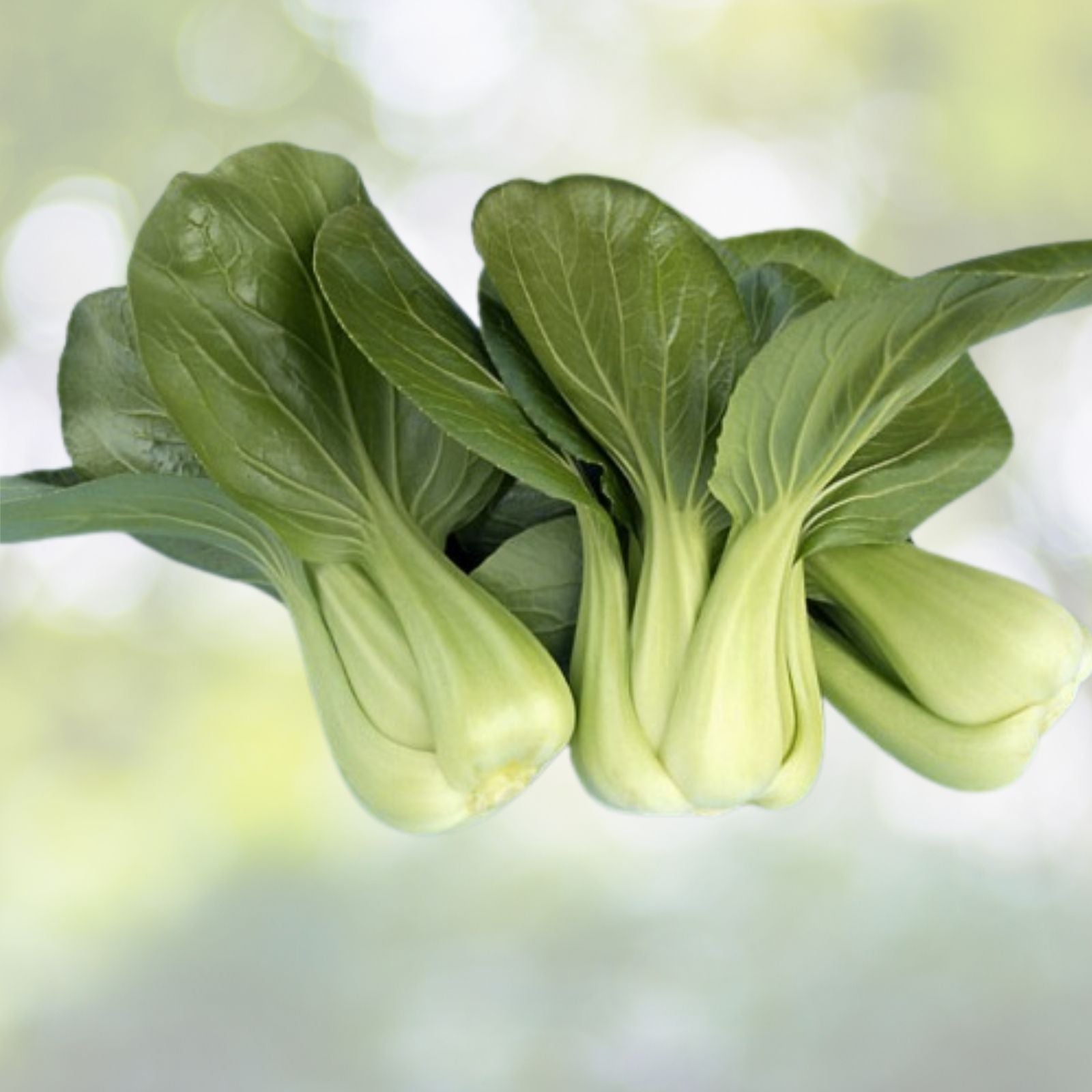 200+ Seeds Chinese Cabbage Pak Choi Mei Qing Choi Shanghai Qing Vegetable Brassica rapa subsp. pekinensis
