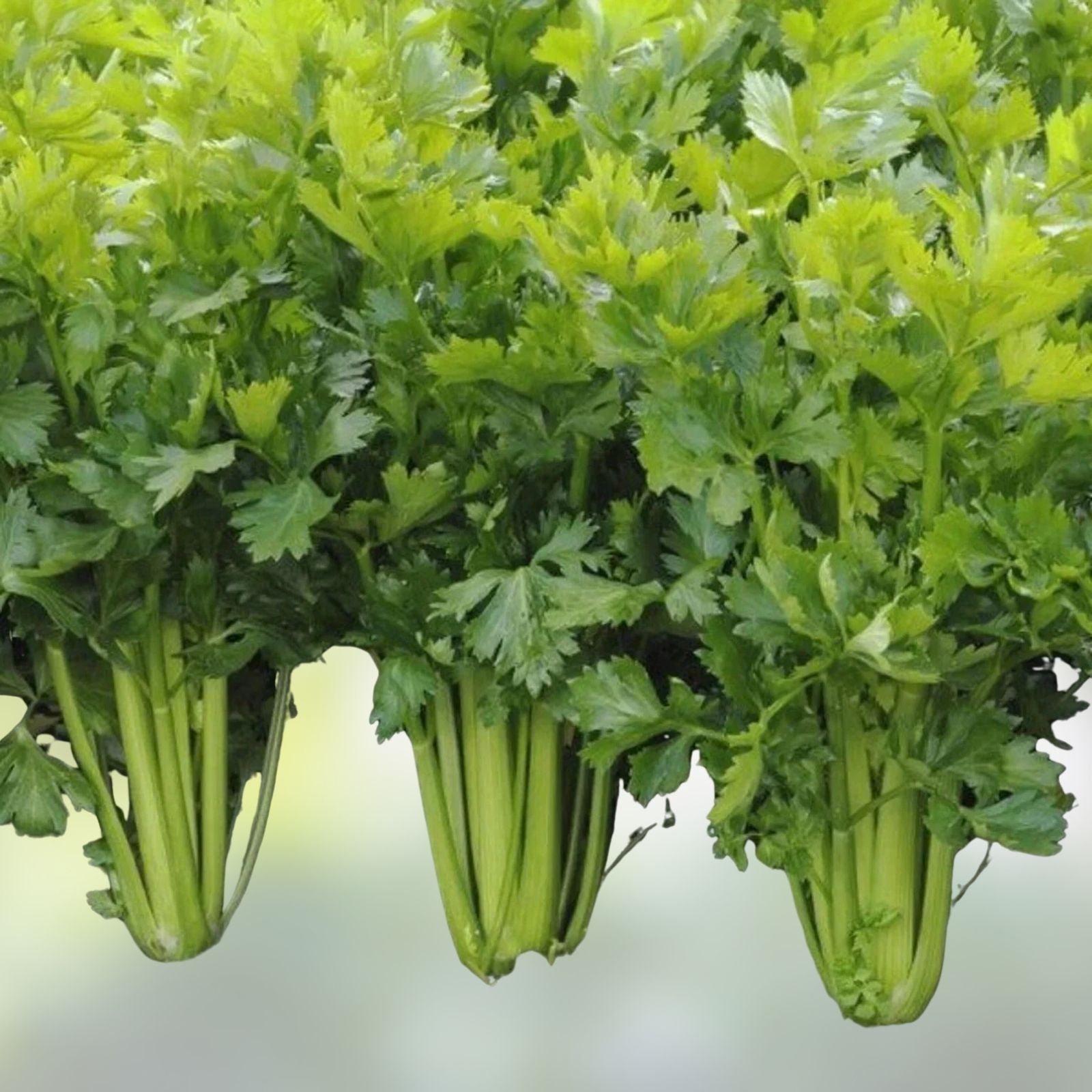 Tall Utah Celery Seeds, Set of 100, Non-GMO Heirloom Vegetable Seeds, Apium graveolens for Home Gardening