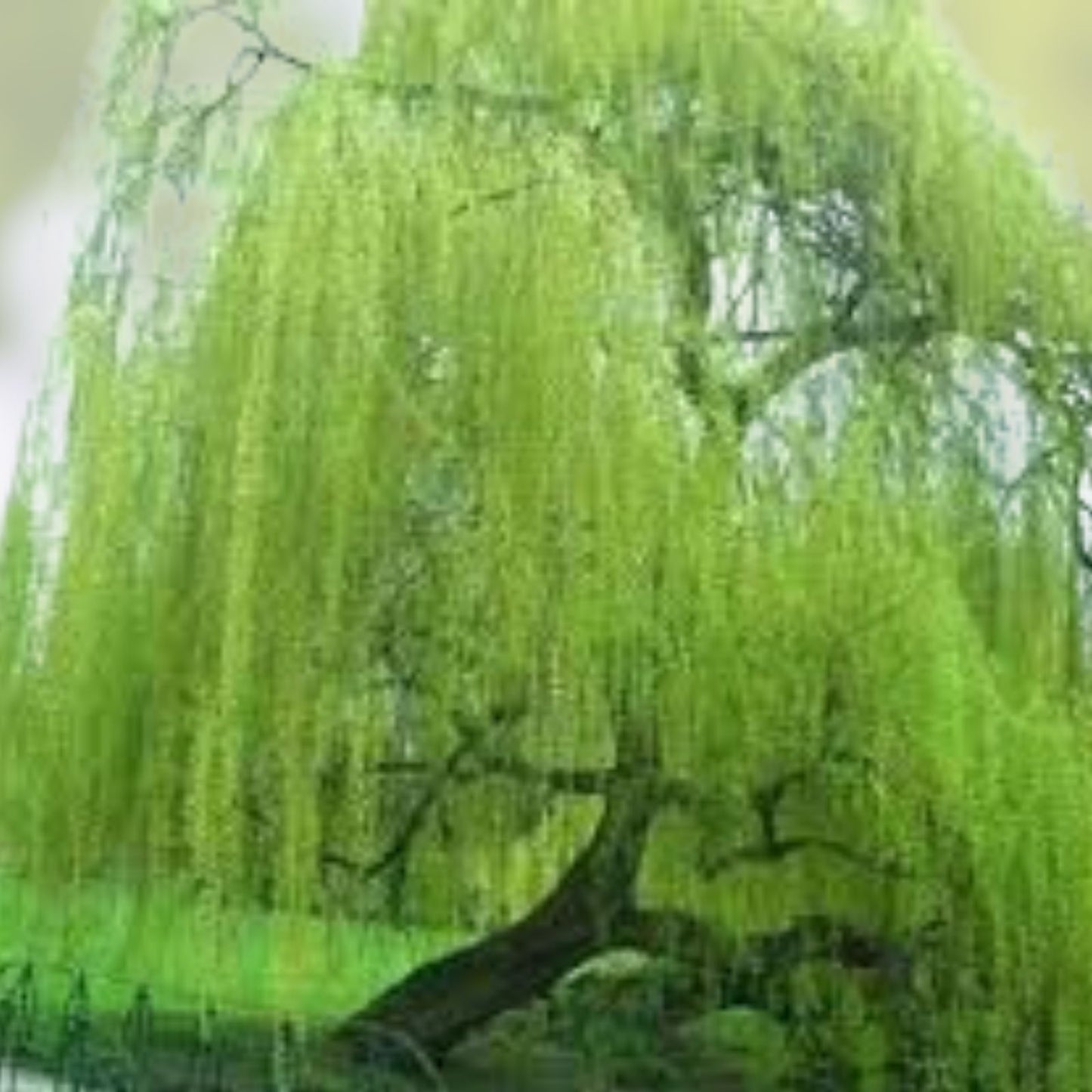 Weeping Willow Tree Cuttings Pack of 5 + 1 Free, Salix Babylonica Fresh Live Planting Cuttings