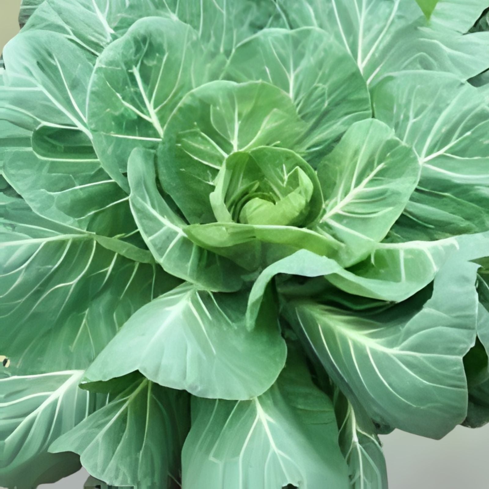 Collard Green Seeds 100 Pack – High Yield, Great Flavor – Brassica oleracea var. acephala, Georgia Variety