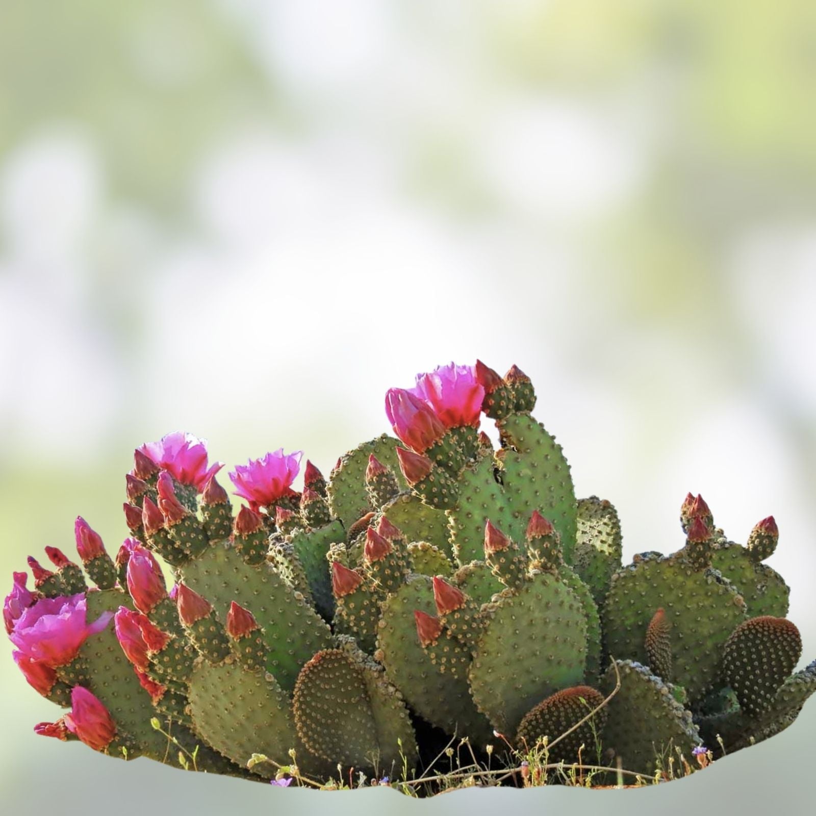 Prickly Pear Cactus 9 Pads Yellow Flowers Opuntia ficus-indica Winter Hardy Succulent Plant