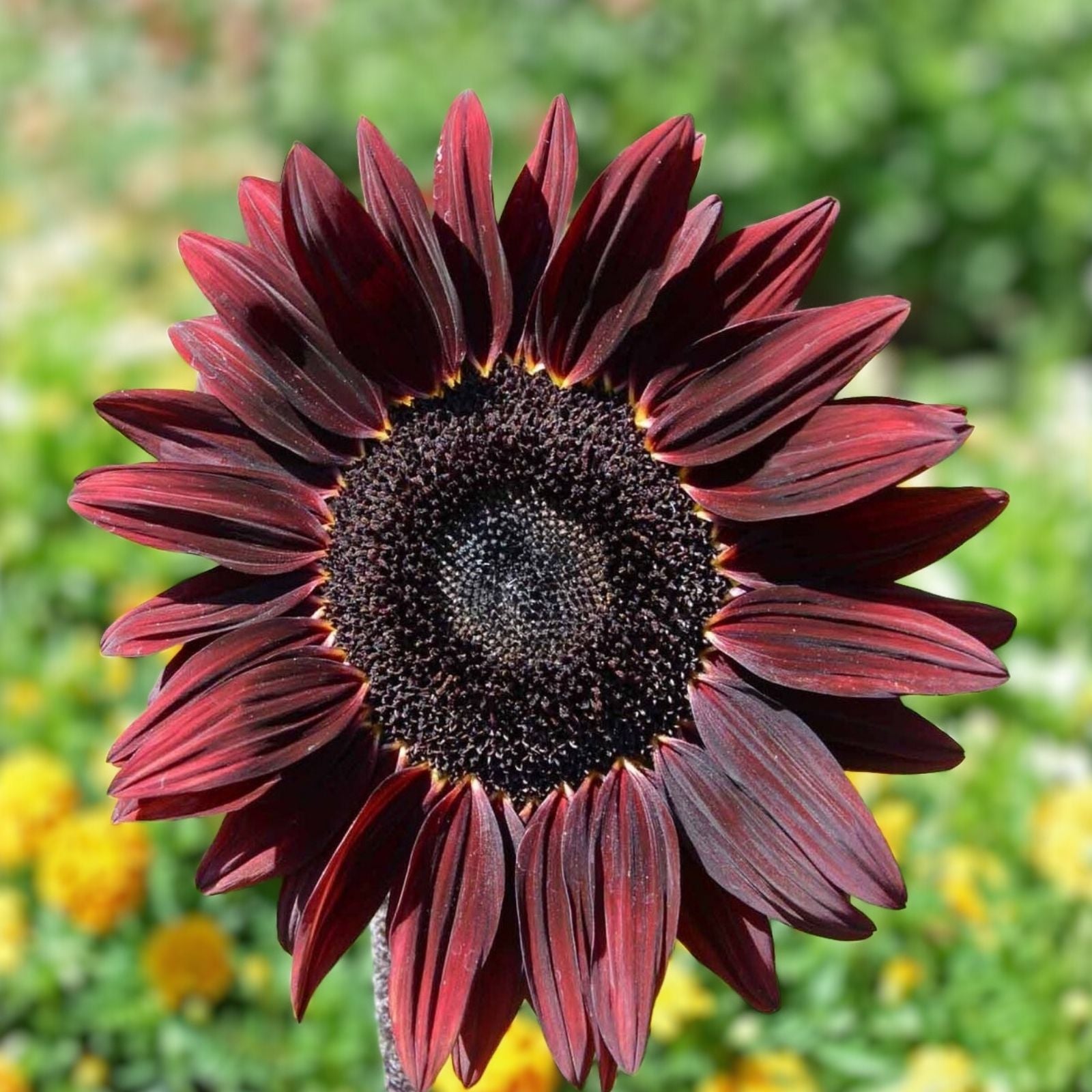 Chocolate Sunflower Seeds for Planting - 200 Pack - Helianthus annuus - Edible Flower Seeds for Garden and Landscaping