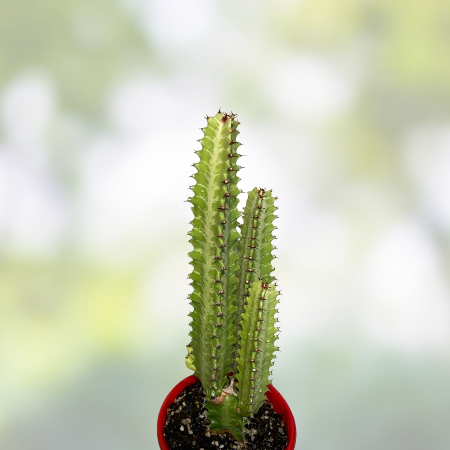 African Milk Tree Cutting - Trigona Green Succulent - Indoor Plant for Home Decor - Easy Care, Live Plant, Unique Gift