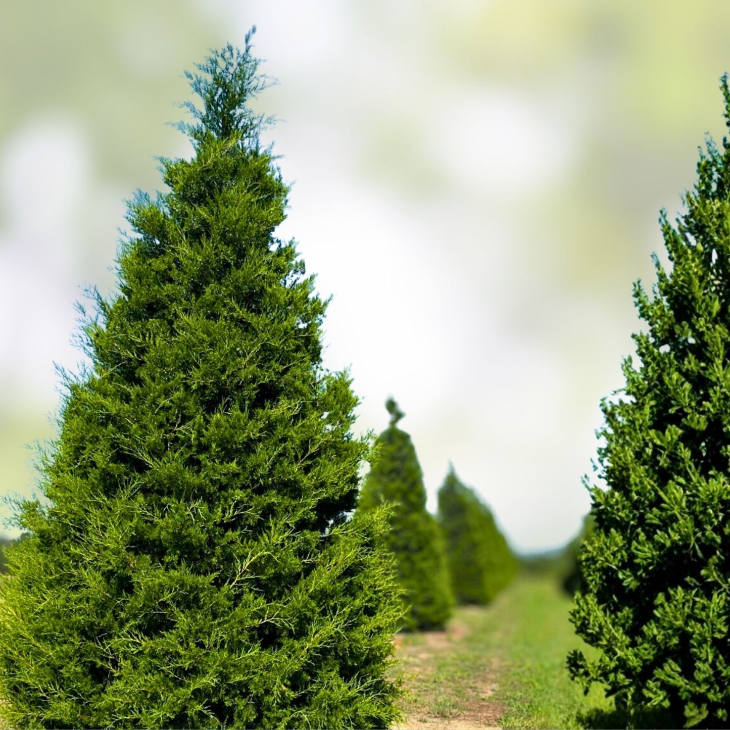 Eastern Red Cedar Tree Set of 2, 12-18 Inch, Juniperus virginiana, Bare Root Evergreen Conifer Plants