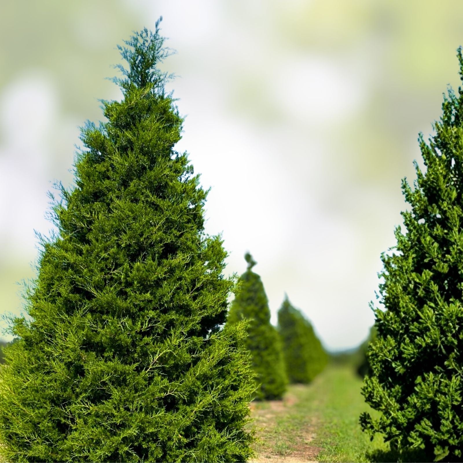 Eastern Red Cedar Tree Set of 2, 12-18 Inch, Juniperus virginiana, Bare Root Evergreen Conifer Plants