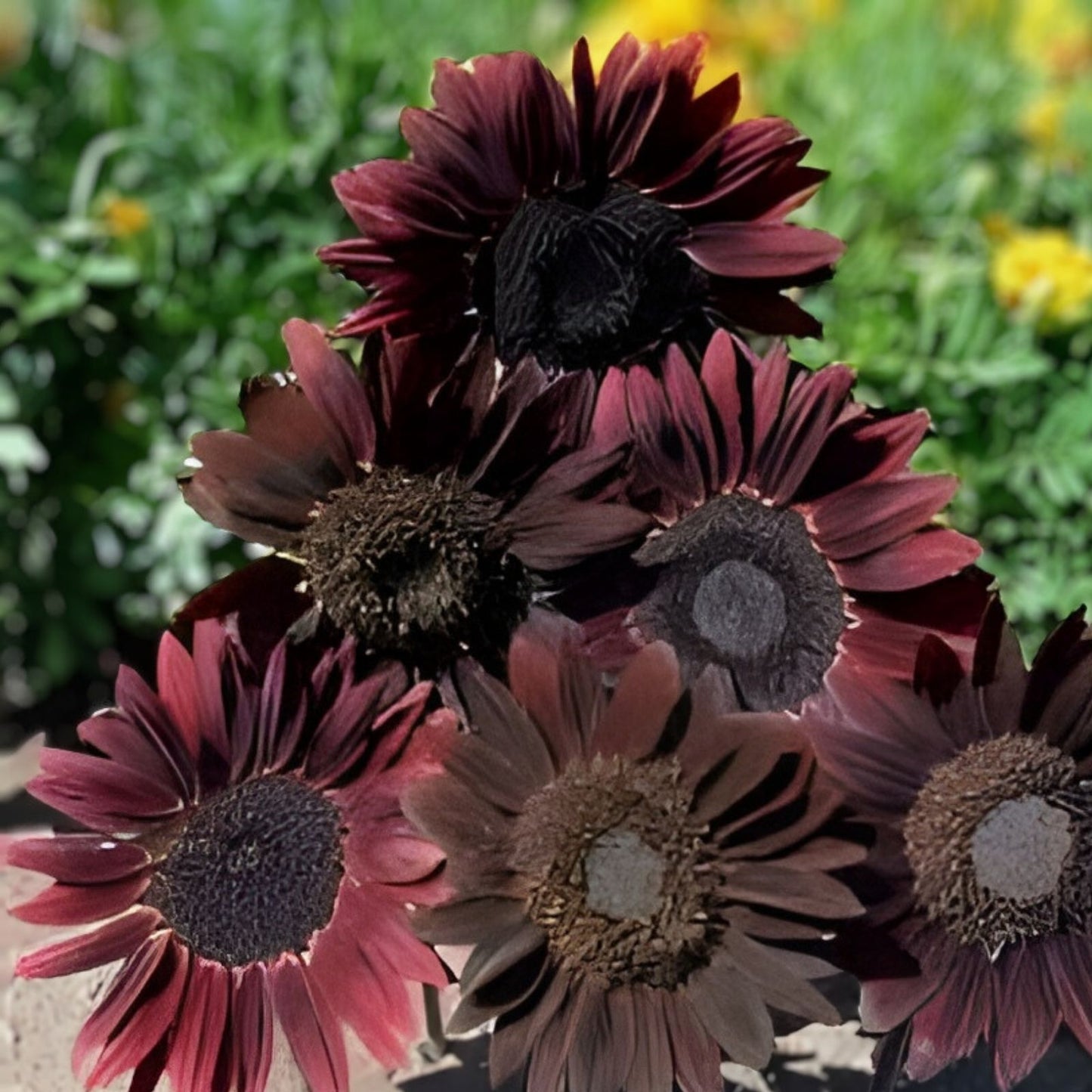 Organic Chocolate Cherry Sunflower Seeds 50 Pack, Helianthus annuus, USA Grown, Non-GMO, Edible Birdseed, Free Shipping