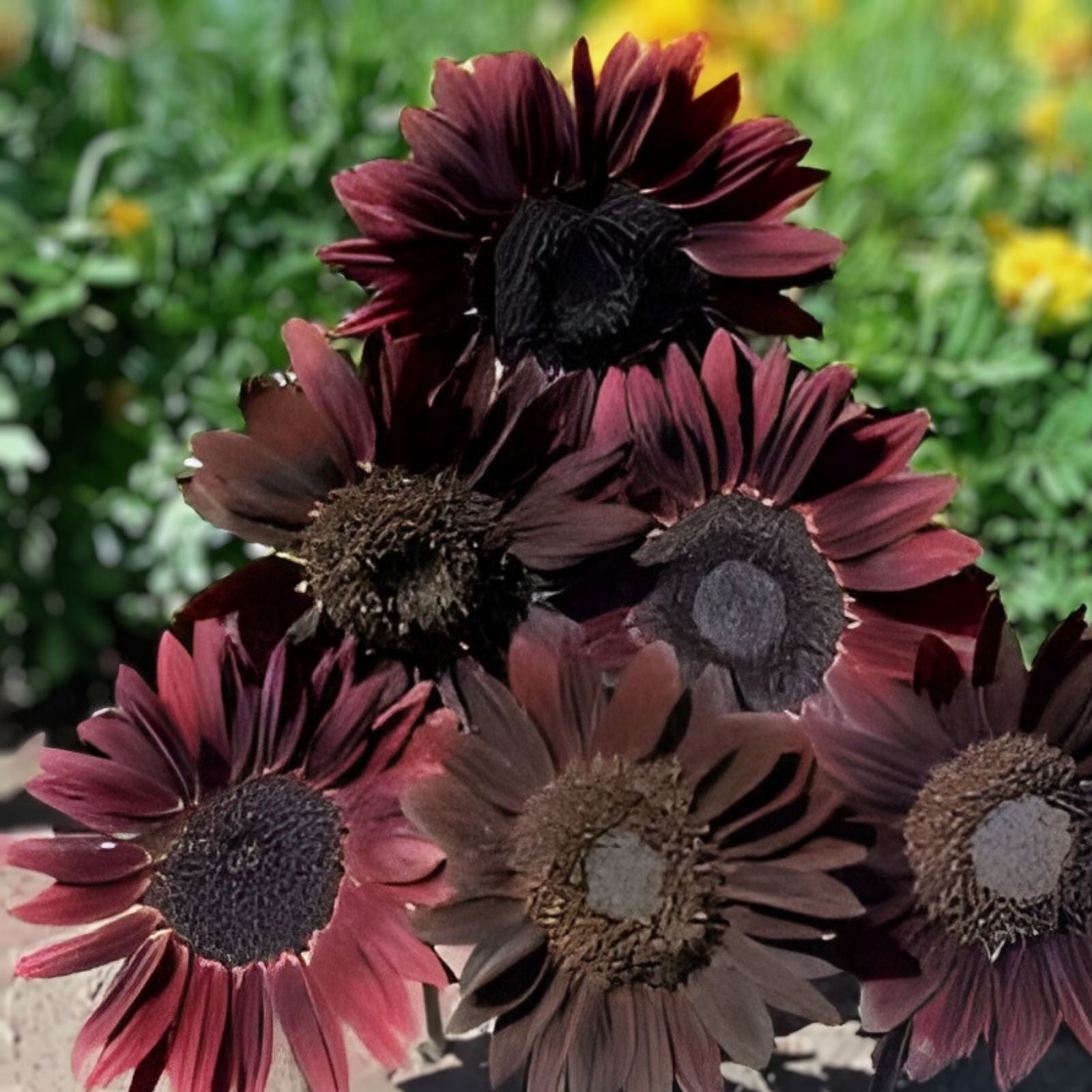 Organic Chocolate Cherry Sunflower Seeds 50 Pack, Helianthus annuus, USA Grown, Non-GMO, Edible Birdseed, Free Shipping