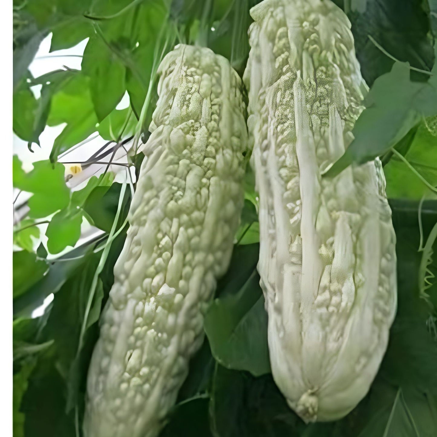 Exotic White Bitter Gourd Seeds – 6 Seeds – Rare Momordica charantia Variety for Home Gardening
