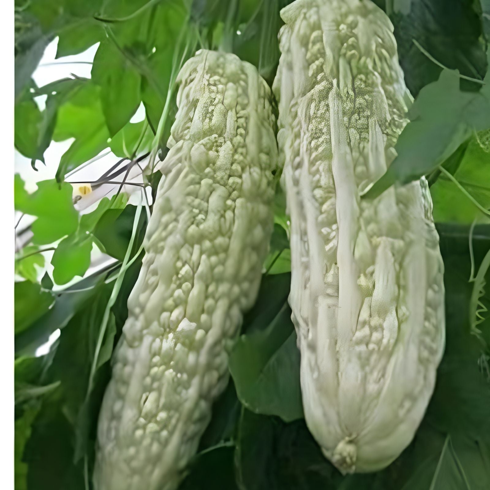 Exotic White Bitter Gourd Seeds – 6 Seeds – Rare Momordica charantia Variety for Home Gardening