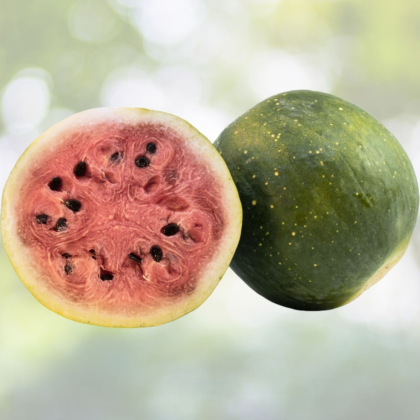 Moon and Star Watermelon Seeds | Heirloom NON-GMO | Unique Colorful Fruit | Citrullus lanatus