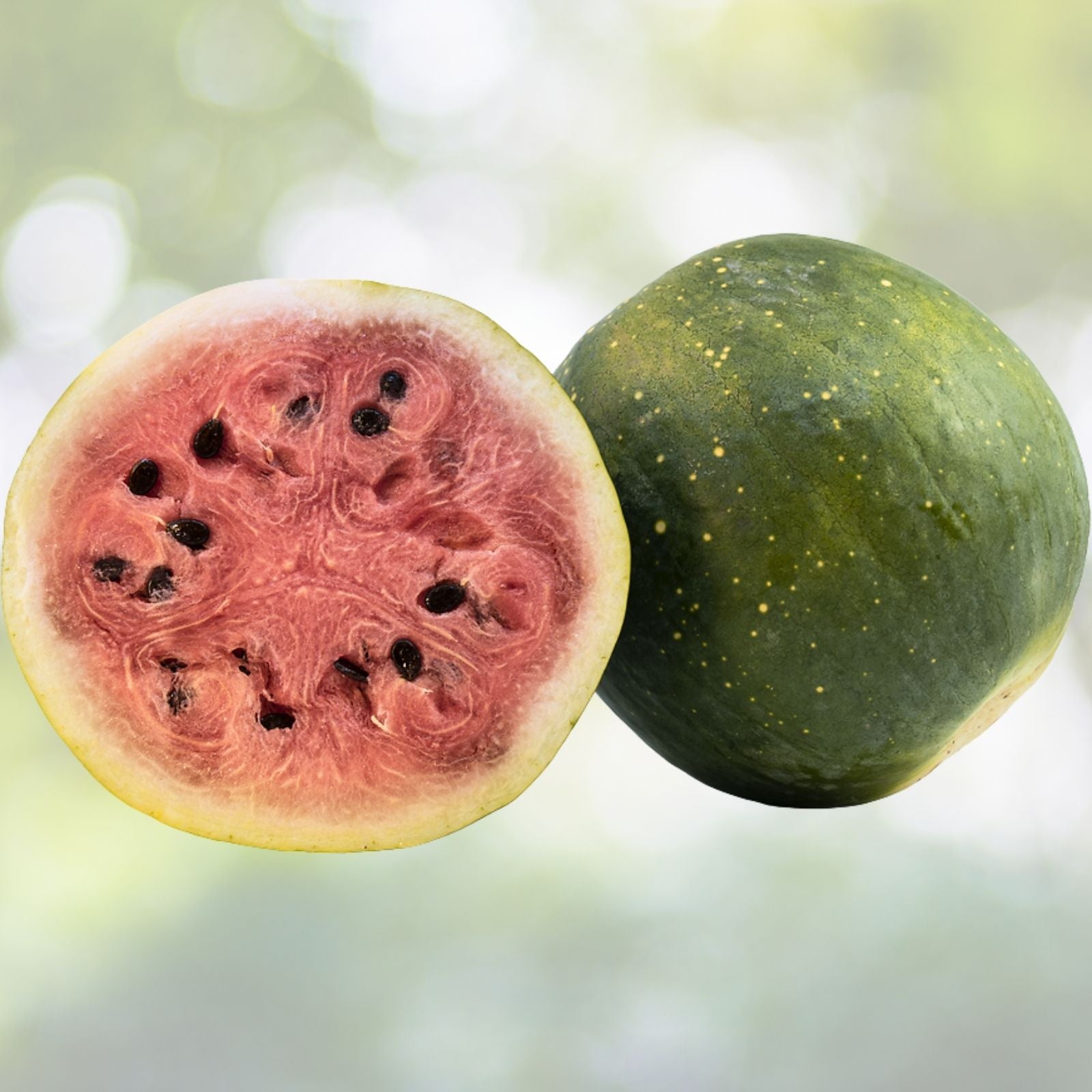Moon and Star Watermelon Seeds | Heirloom NON-GMO | Unique Colorful Fruit | Citrullus lanatus
