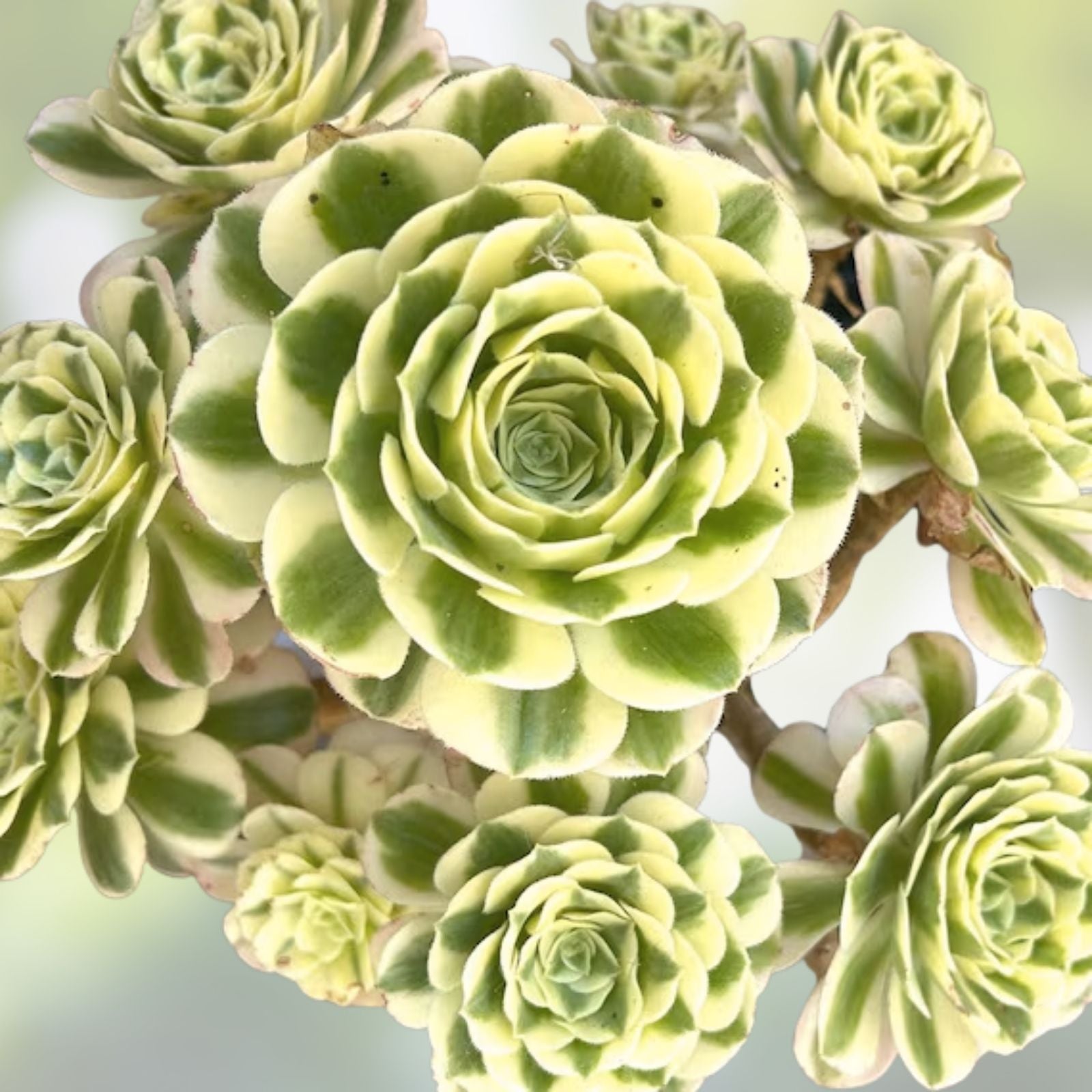Live Succulent Plant Cutting - Aeonium Variegated Maybach - 3.5-inch Indoor Decor, Terrarium Plant, Gift Ready