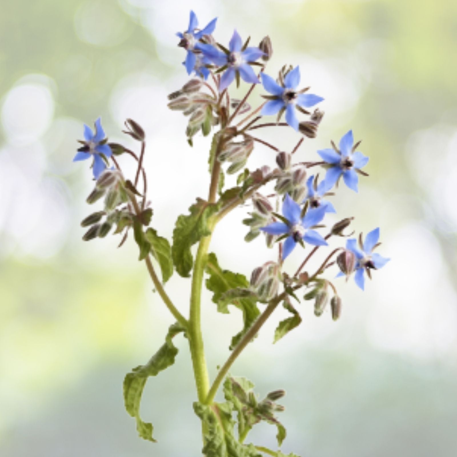 Borage Seeds 50+ Pack Blue Star-Shaped Flowers Culinary Annual Herb Borago officinalis USA
