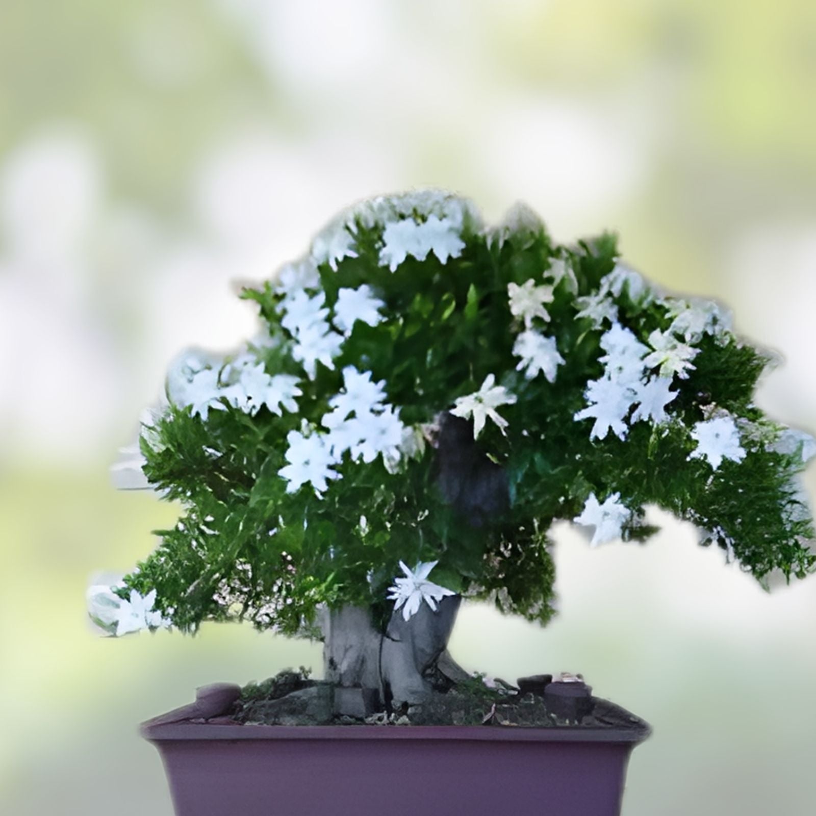 Bonsai Tree Seeds - 25 Seeds - White Jasmine - Vibrant Flowers - Easy to Grow - Jasminum sambac