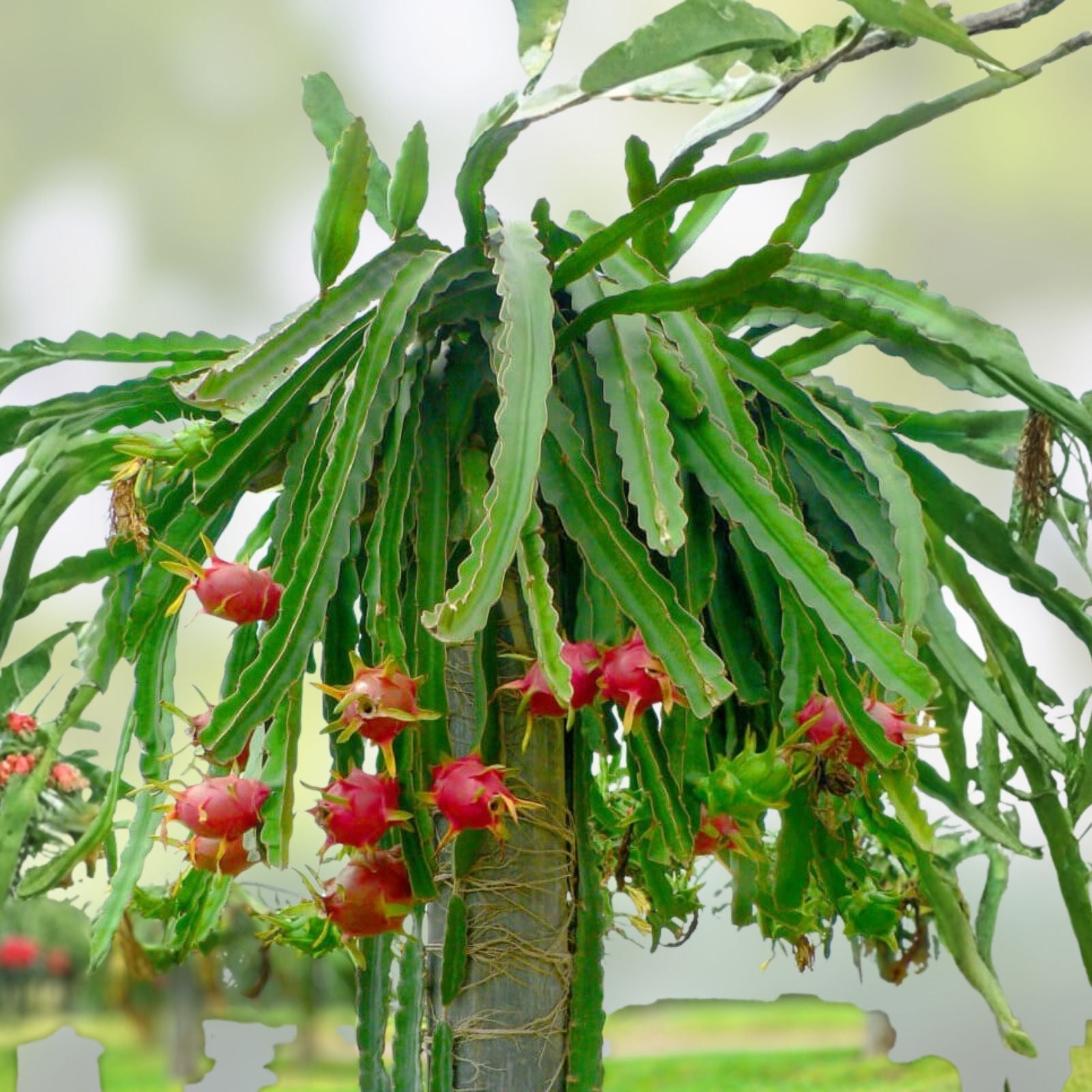 Rooted White Dragon Fruit Plant Cutting 6” in Pot - Pitaya Cactus Hylocereus undatus - Edible Fruit Plant