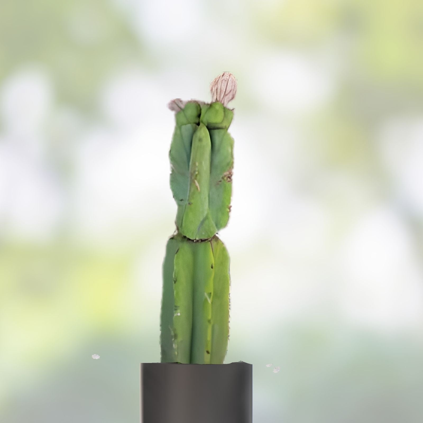 Cereus Bridge Cactus Cutting – 1-4 Inches, Unique Succulent, Cereus peruvianus, Desert Plant, Indoor & Outdoor Succulent