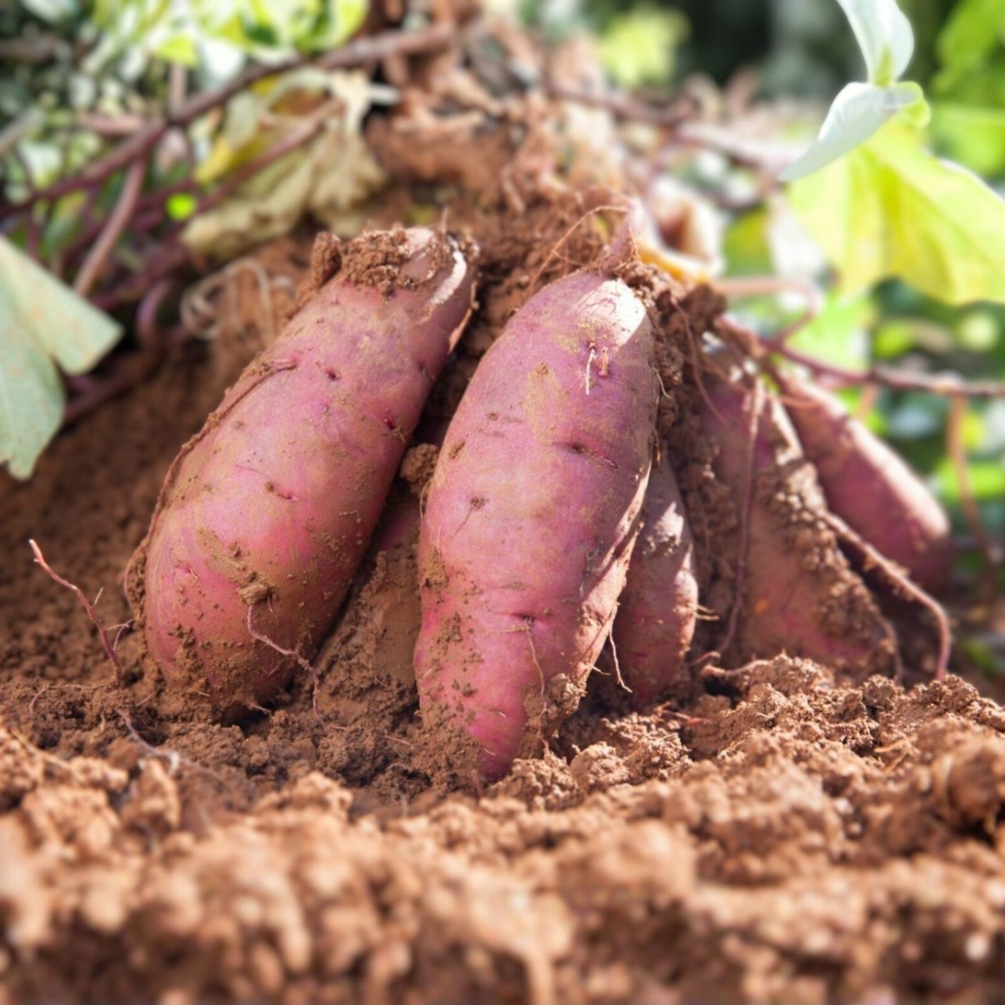 Japanese Molokai Sweet Purple Potato Slip Cuttings – 35 Count for Planting – Ipomoea batatas – Purple Flesh, Organic, Rooted Planting Material