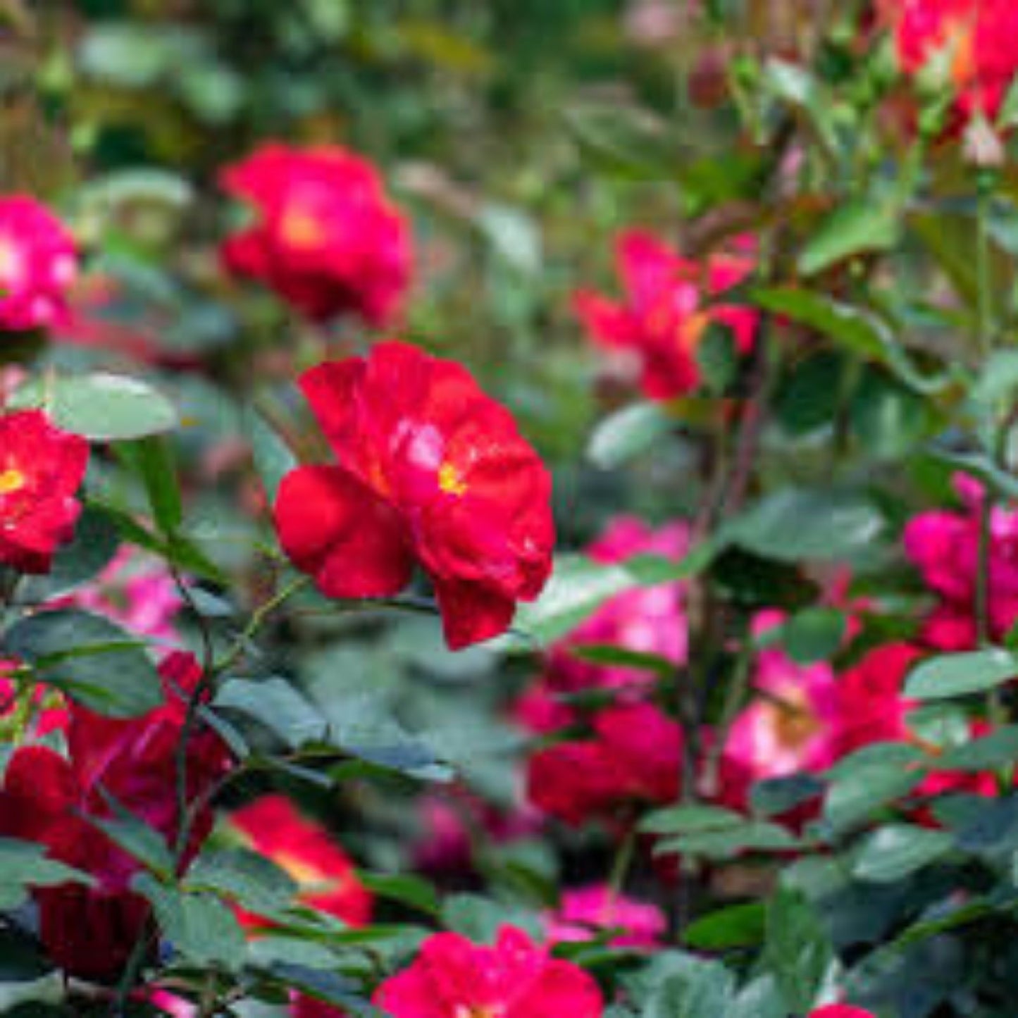 Rose Cinnamon Heart Starter Set - 4 Rooted Cuttings - Romantic Garden Plants - Rosa 'Cinnamon Heart'