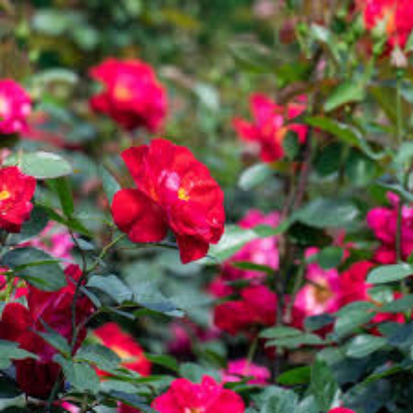 Rose Cinnamon Heart Starter Set - 4 Rooted Cuttings - Romantic Garden Plants - Rosa 'Cinnamon Heart'