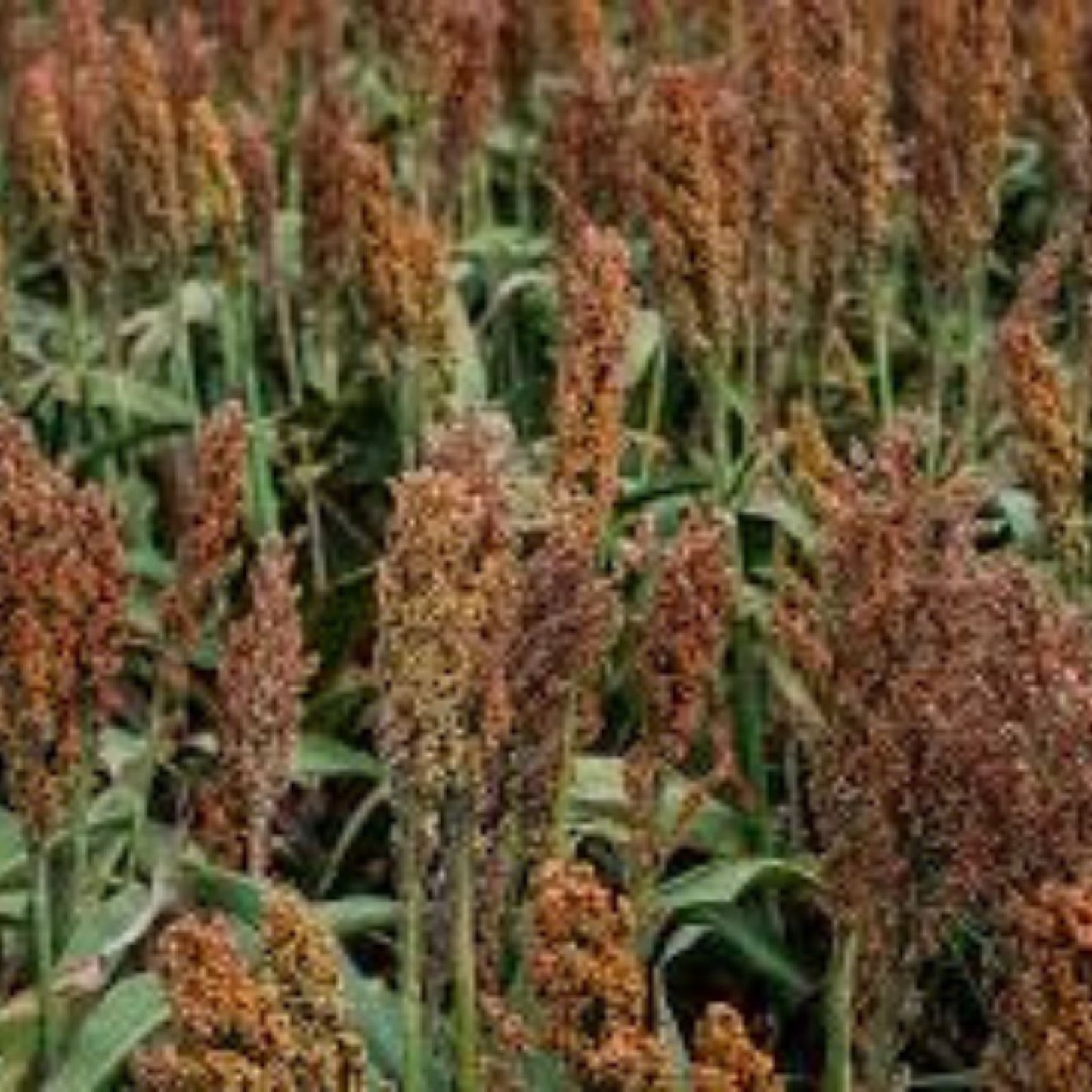 Wild Game Sorghum Seeds for Planting - Premium Milo Seeds, 2 lb - Sorghum bicolor, Food Plot, Bird Feed, Wildlife Planting