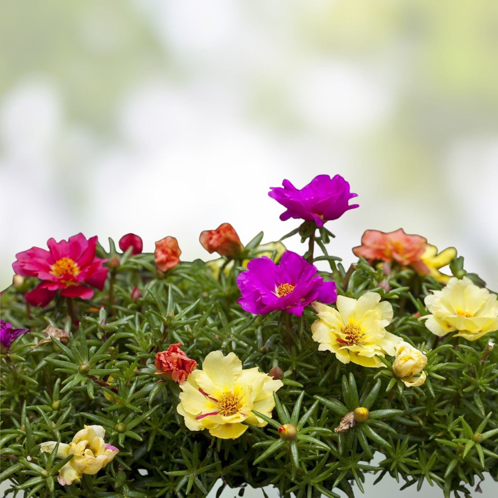 Yellow Single Flower Purslane Cuttings - Bright Purple Flowers - Portulaca oleracea - Succulent Plant for Garden and Container