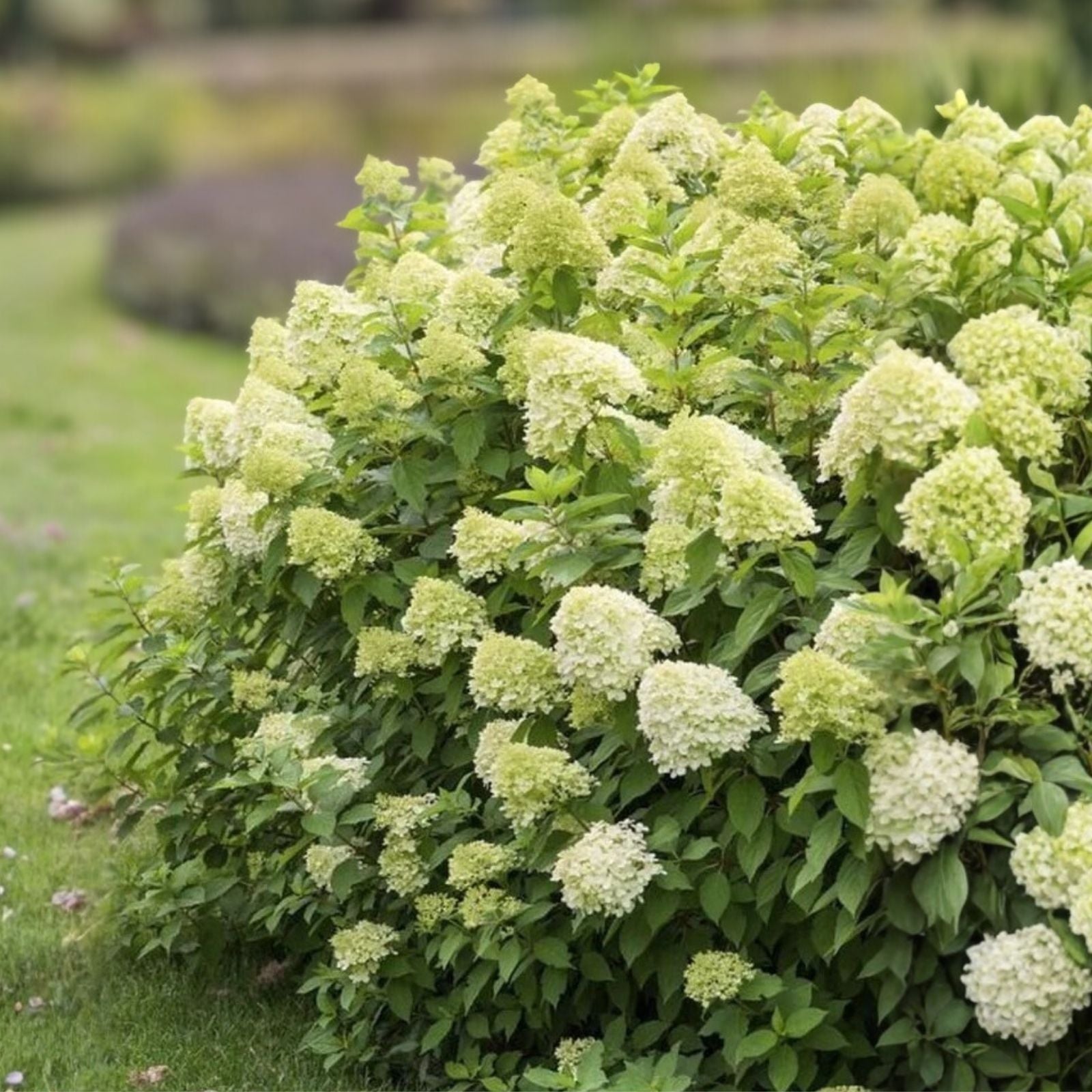Hydrangea Cuttings 6-10 Inch Limelight Hydrangea paniculata Rooted Plant for Garden, Flowering Shrubs