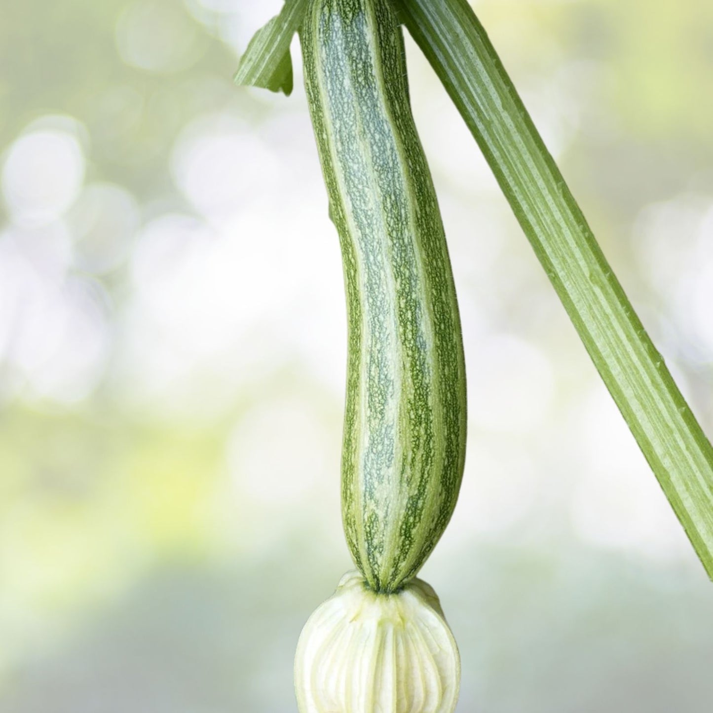 Italian Squash Zucchini Seeds | NON-GMO Heirloom | Fresh Garden Seeds | Cucurbita pepo